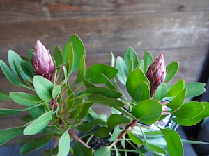 【現物】プロテア ”リトルプリンス” C