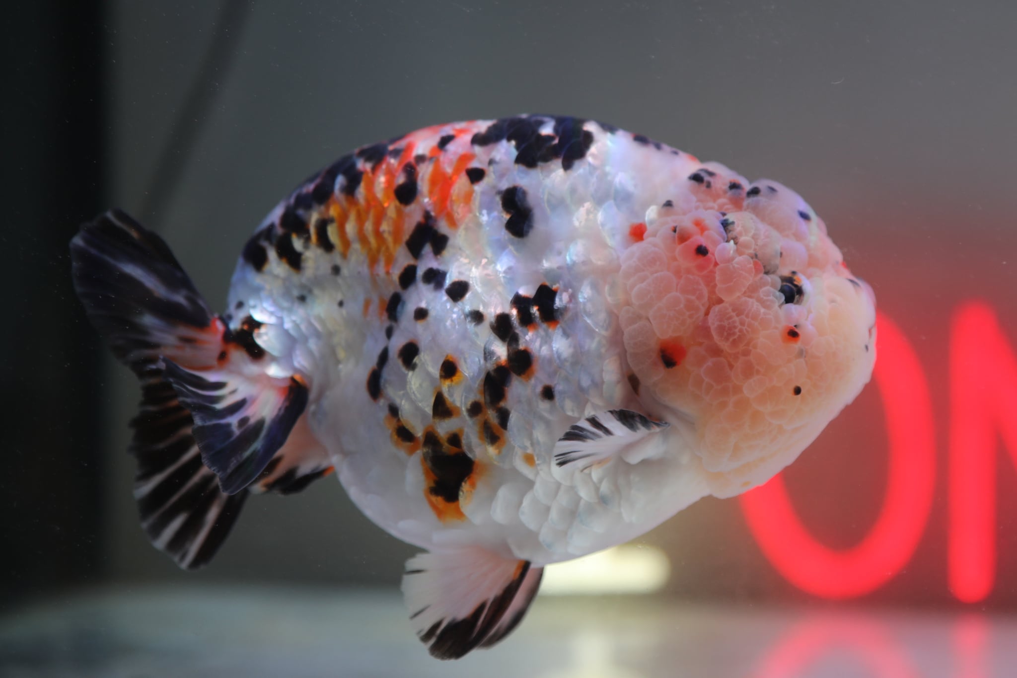 金魚大地