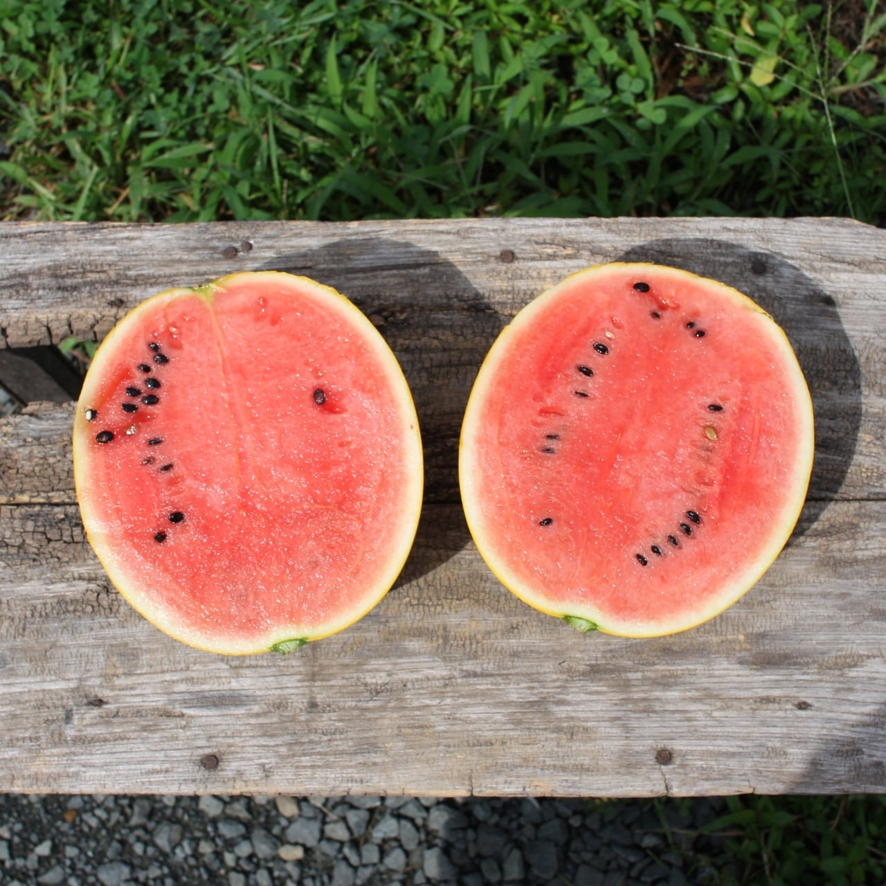黄皮で赤実のスイカ⁉】きずなの「とわ☆ゴールド」2L/1玉 (秋田県横手