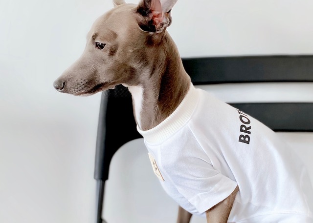 BROTHER Tシャツ／ホワイト ー 犬服・イタグレ服・ミニピン服・フレブル服・キャバリア服