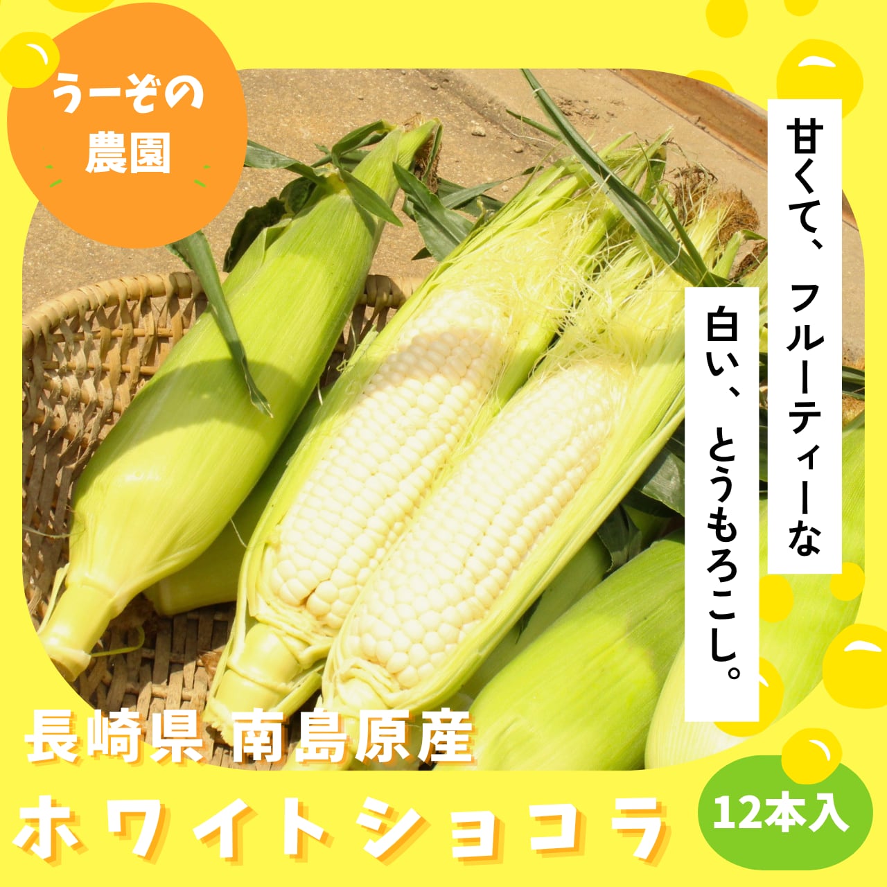 とうもろこし(ホワイトショコラ)12本入り【うーぞの農園】