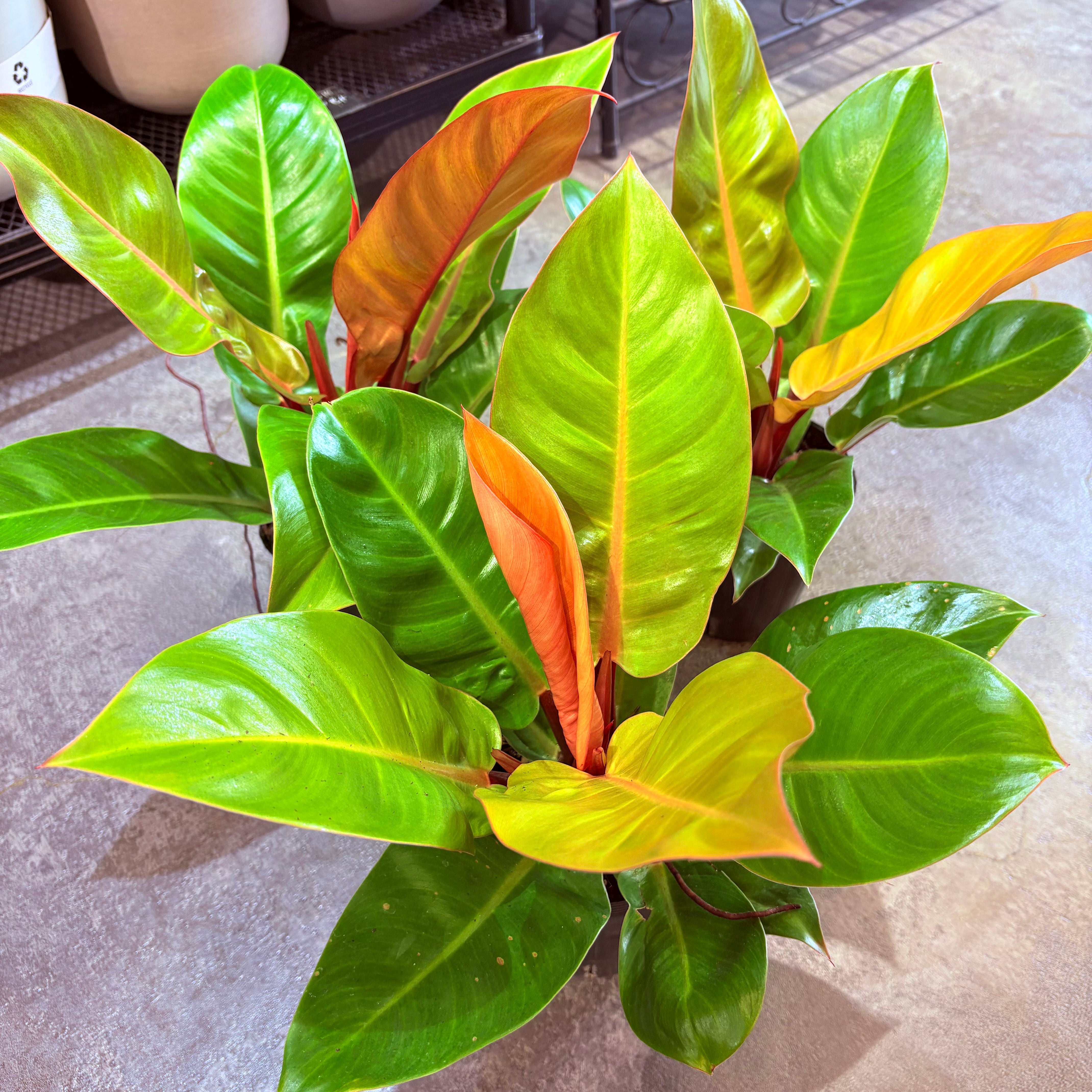 リプサリス パラドクサファイン 5号 | Green Vibes 宇都宮市の観葉植物