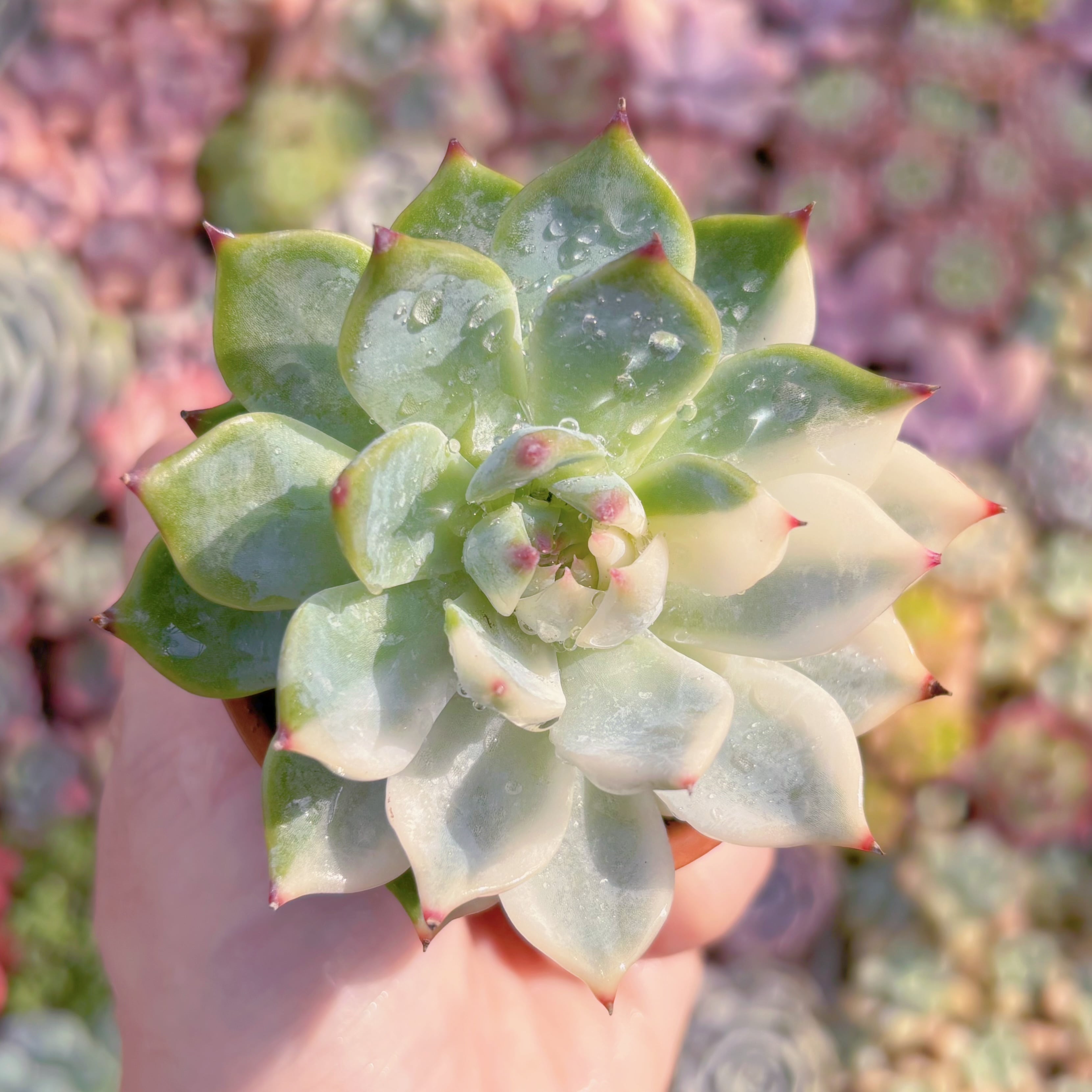 多肉植物　チワワ錦　新入荷　るる農園