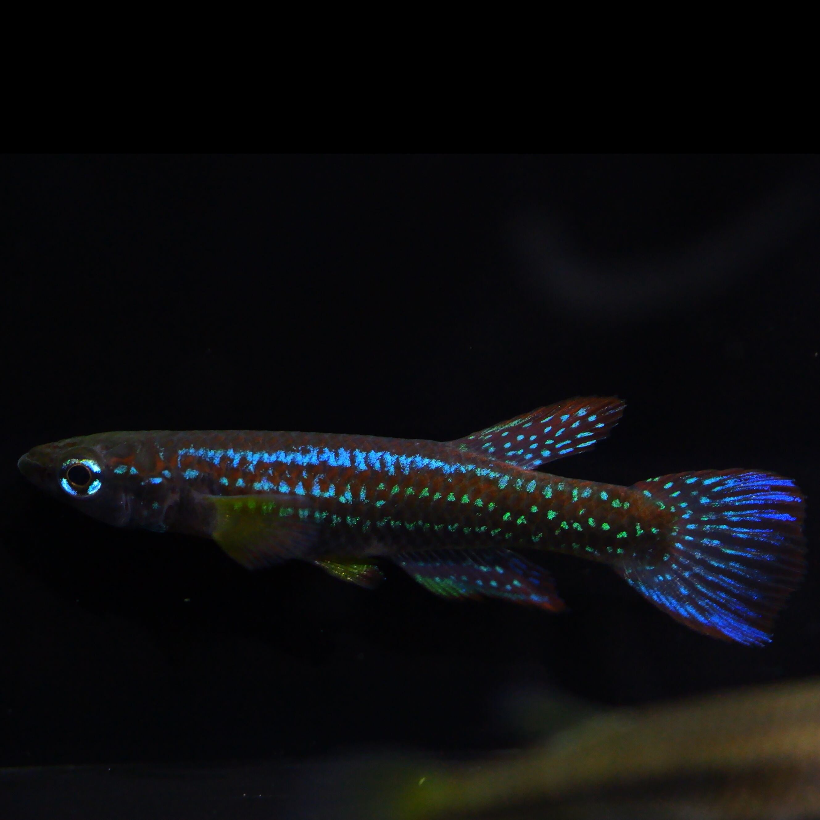 卵生メダカ Aphyosemion(Episemion)krystallinoron Aconibe-Oveng