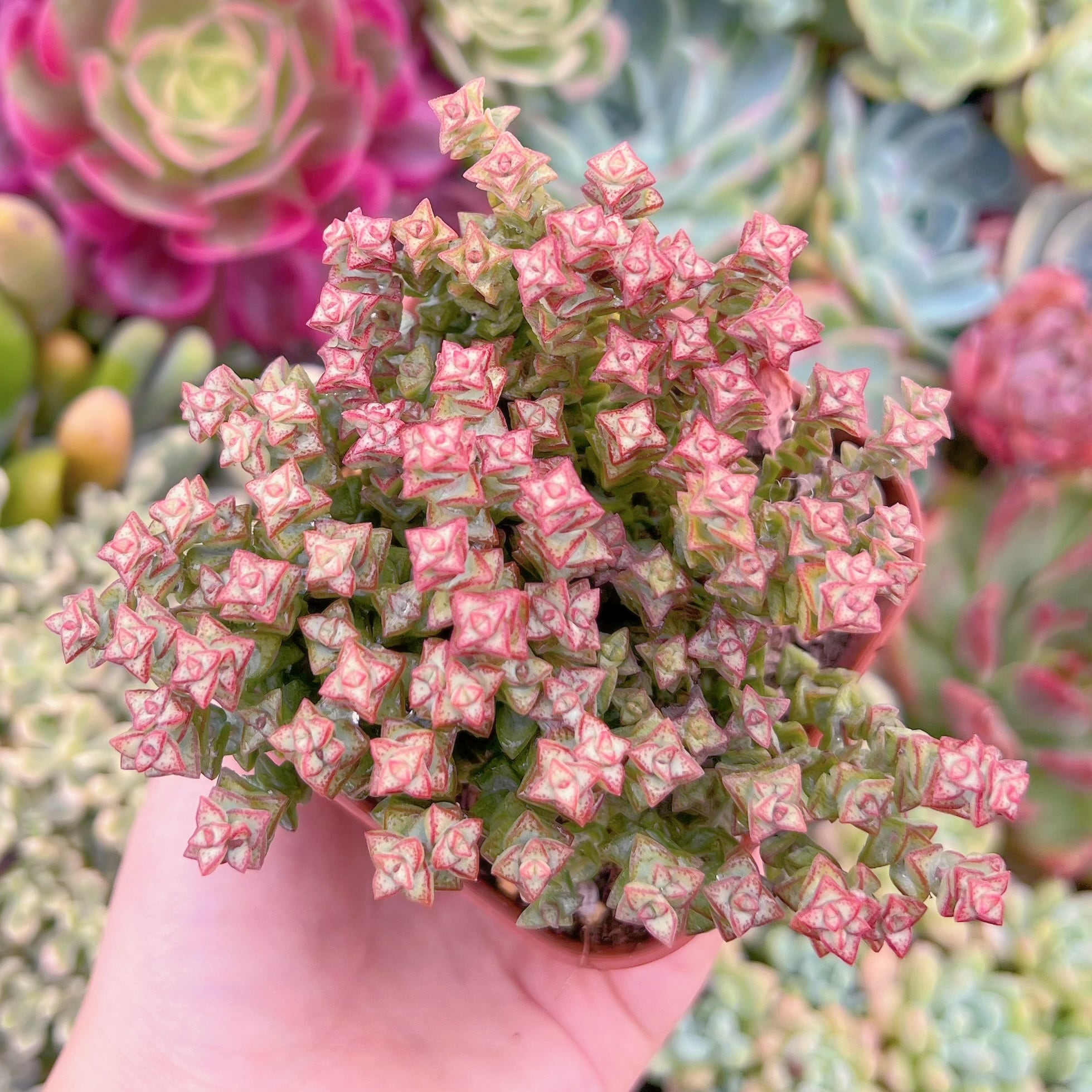 現品　小米星#1131　るる農園