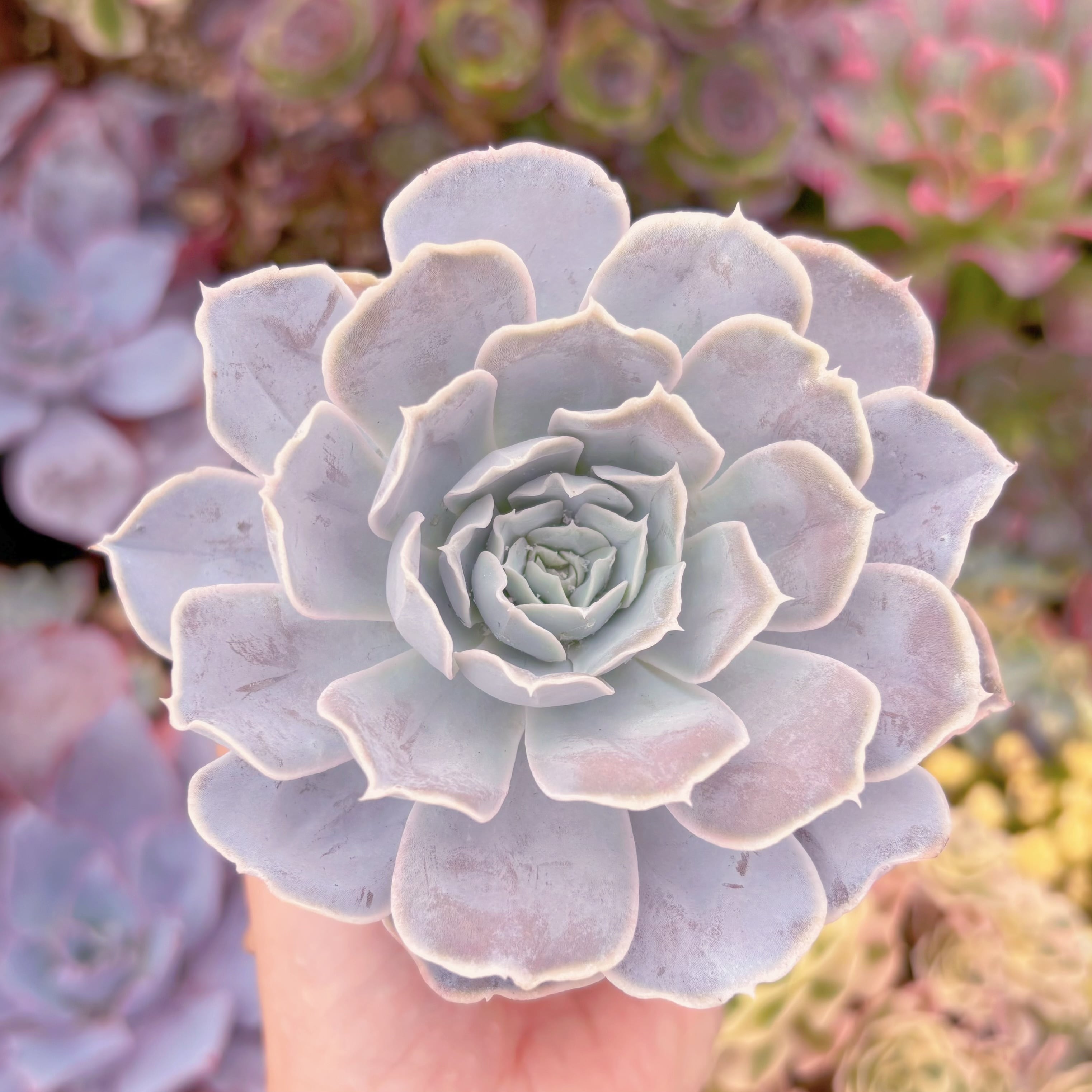 現品　ルンヨニー サンカルロス#C18　大苗　るる農園　るる農園