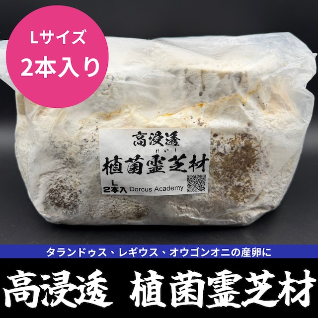 【2本入り】高浸透 植菌霊芝材 Lサイズ 【2本入り】高浸透 植菌霊芝材 Lサイズ