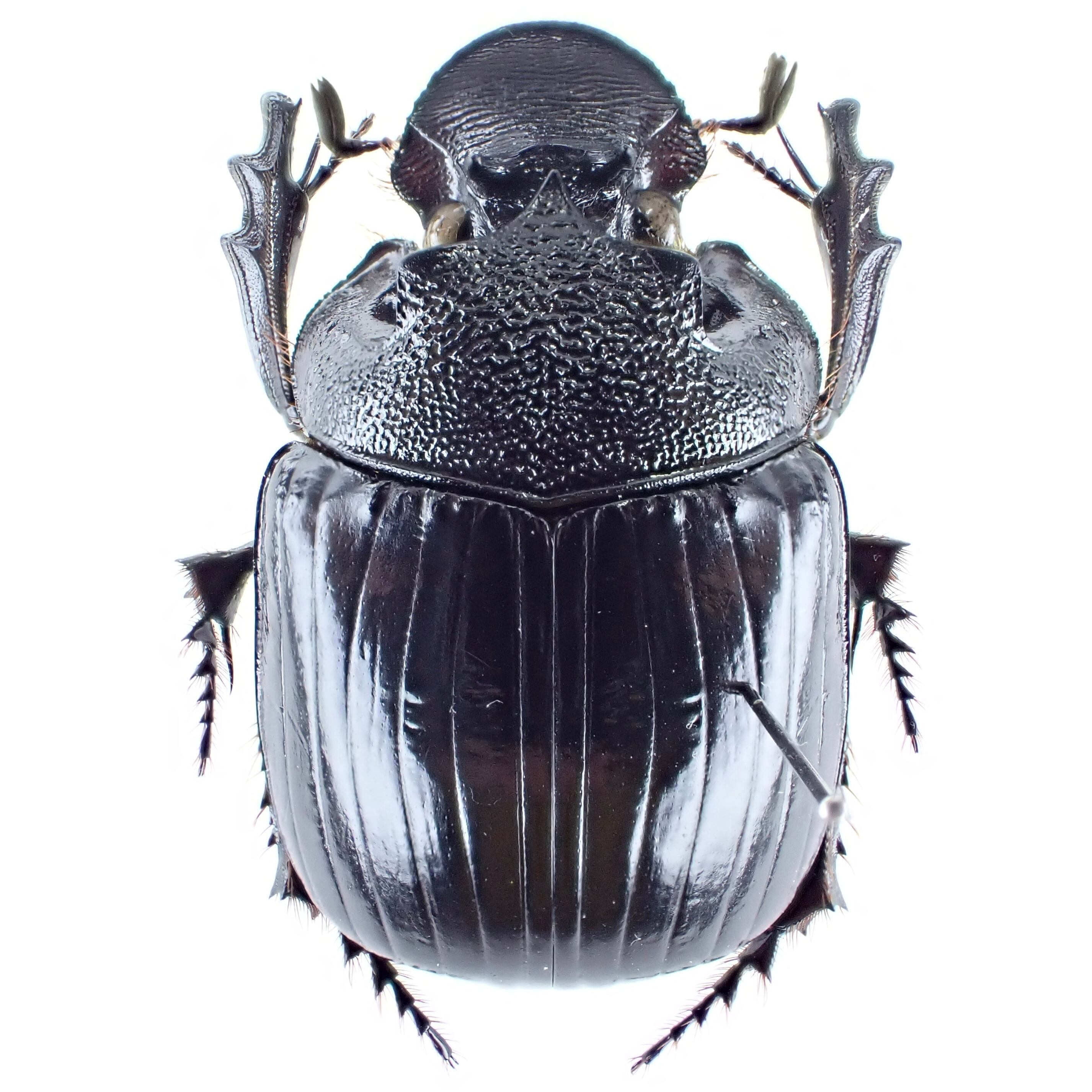 ケニア産 Heliocopris werneri ♂♀ 34mm/35mm | 昆虫標本 Diggers