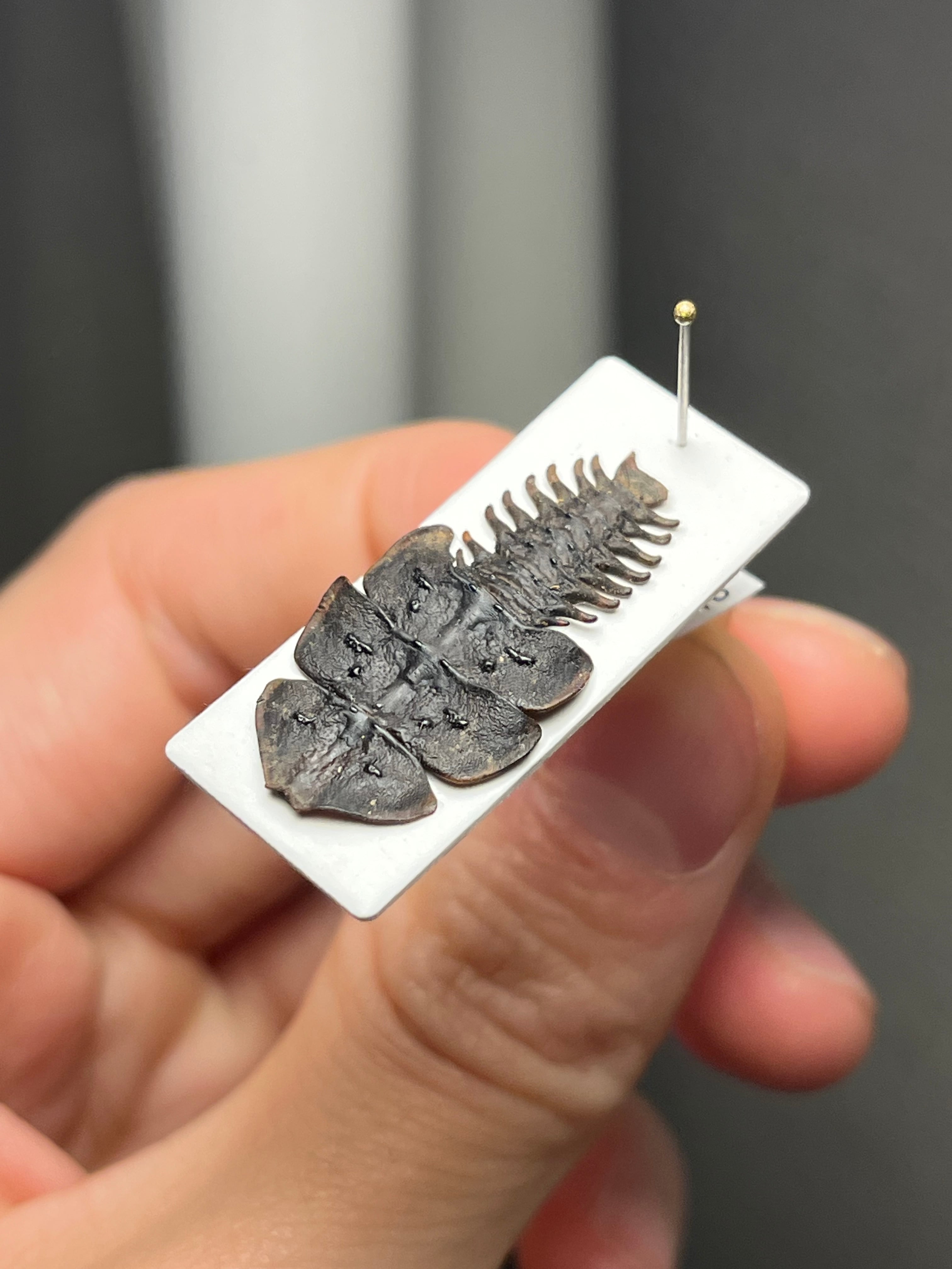 長細いサンヨウベニボタルの昆虫標本ホタル標本 蛍タランチュラムカデ