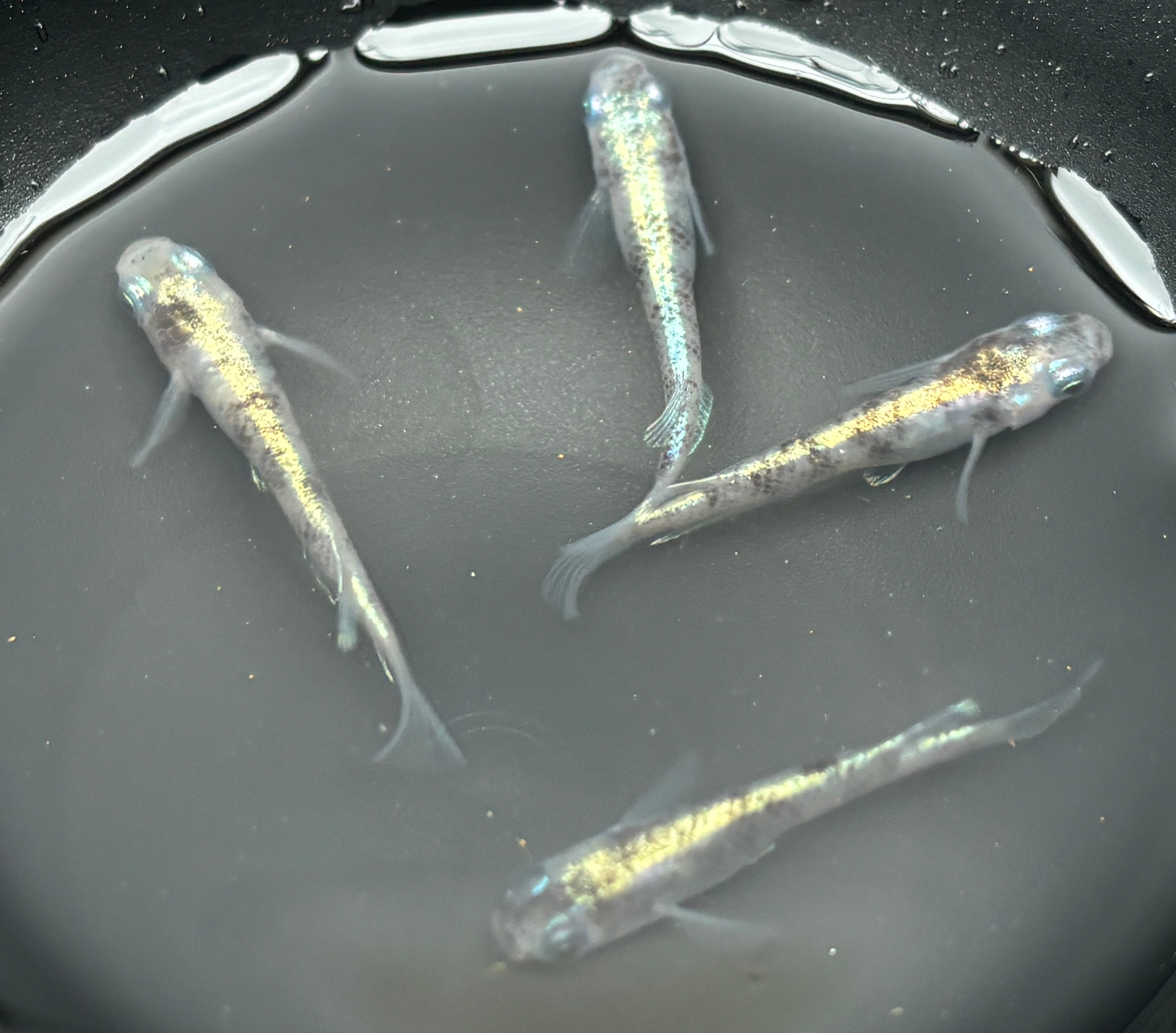 舞めだか直系】童虎プラチナ 2ペア | めだか専門店宮崎