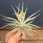 チランジア　ディディスティカ【1022】