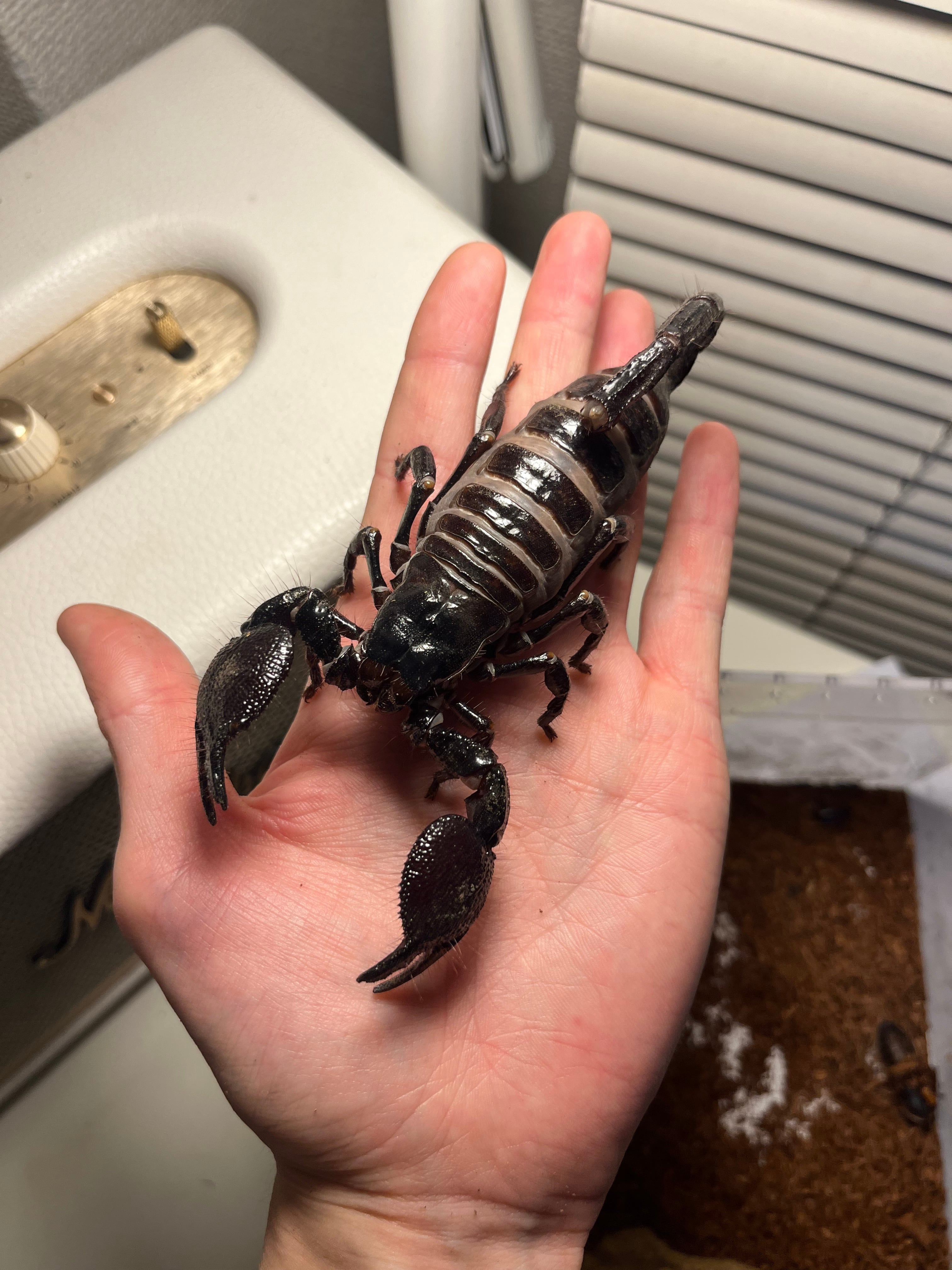 Pandininae | オモニキチュウ