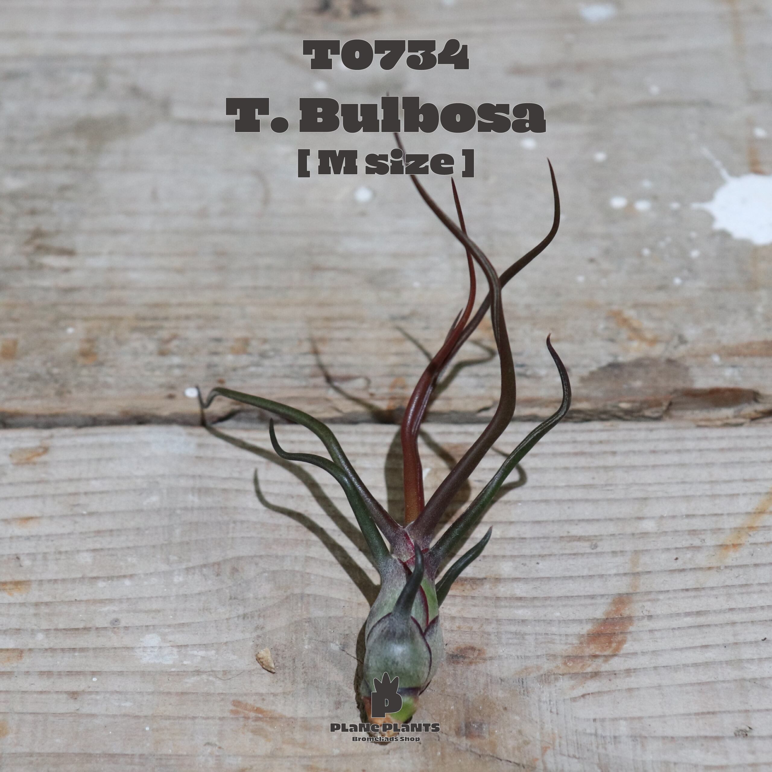 【送料無料】ブルボーサ M〔エアプランツ〕現品発送T0734
