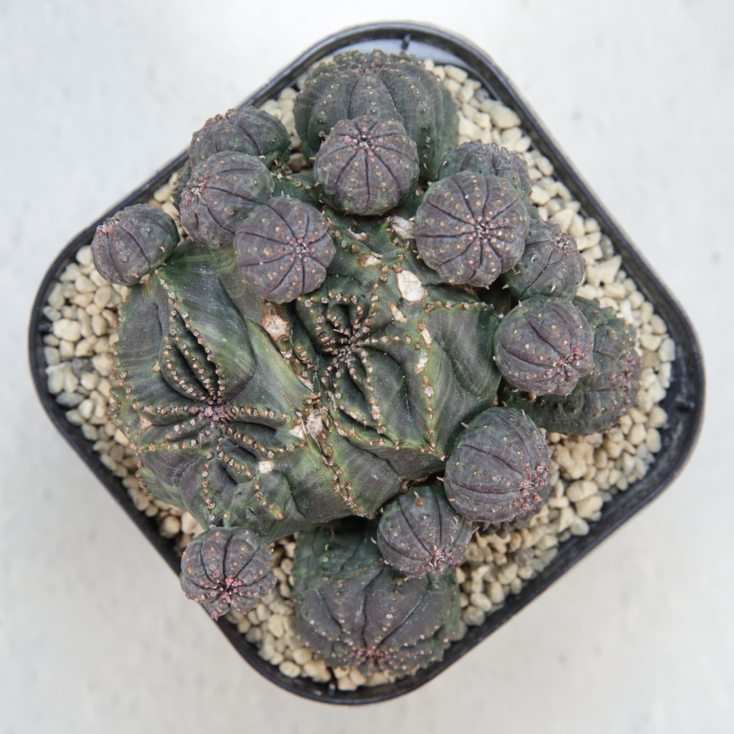 厳選株】最大幅 約10cm 仔吹き 円扇石化 オベサ / ユーフォルビア