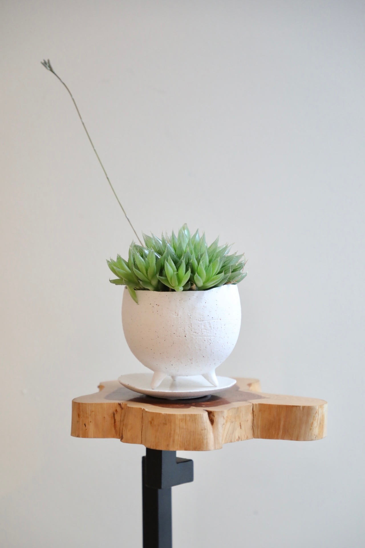 【S】ハオルチア ビッタータ/Haworthia vittata　※陶器鉢付き