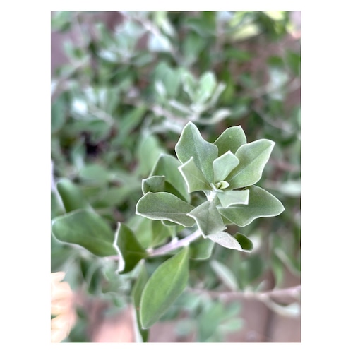 Leucophyllum frutescens