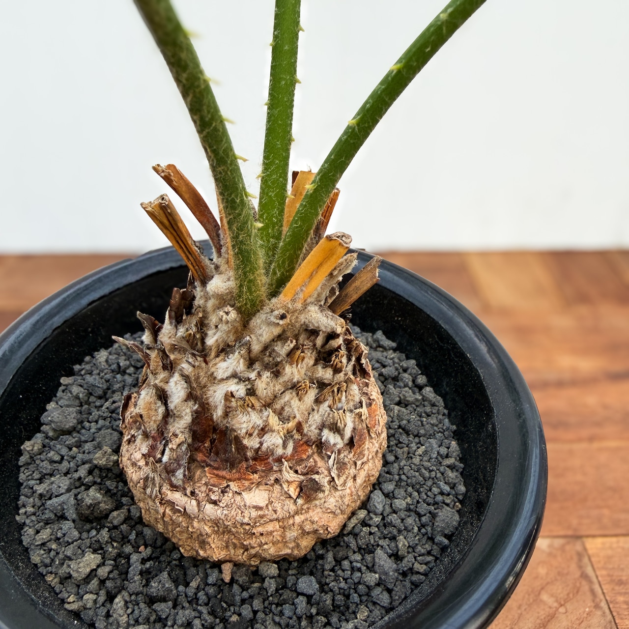 Cycas sp. ‘Thai Silver’【サイカス・タイシルバー】