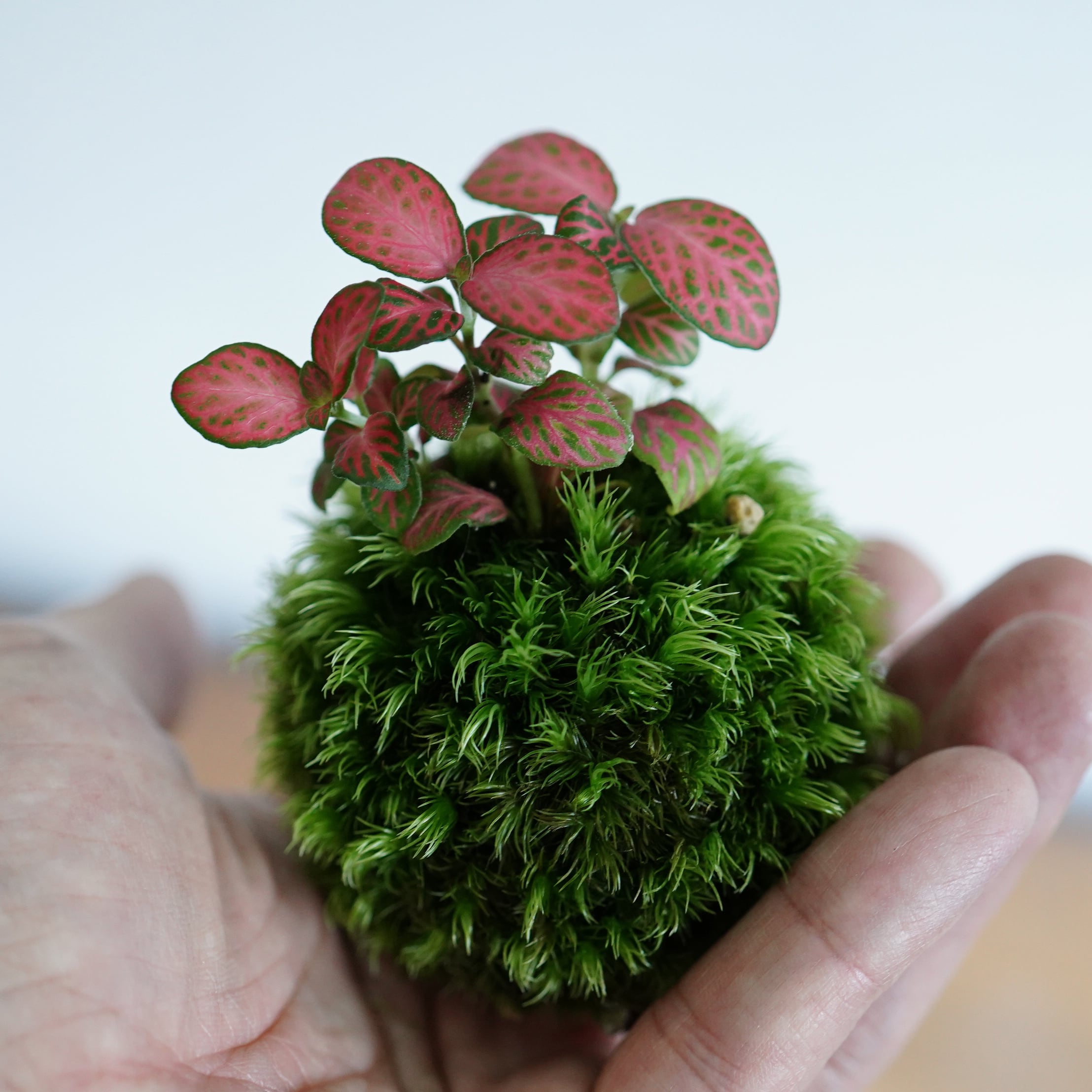 苔玉テラリウム フィットニア ◆限定作品/栽培容器付き