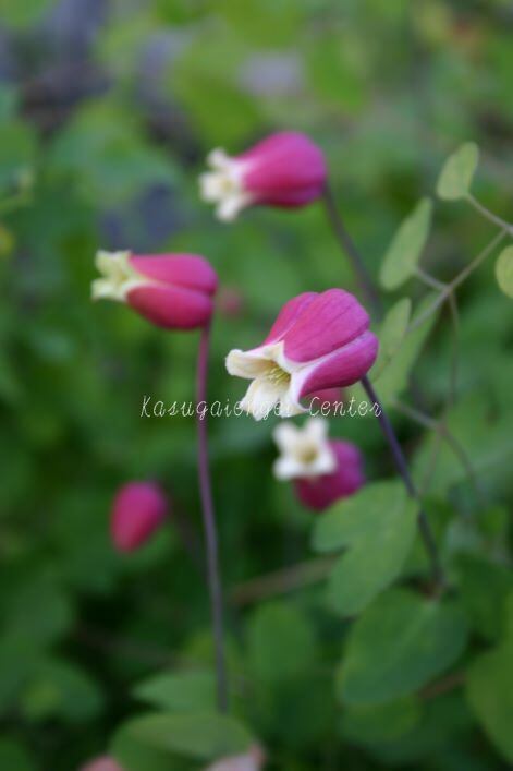 テキセンシス チェリー リップ　　C. texensis 'Cherry Lip'　-テキセンシス・ヴィオルナ系　K-28