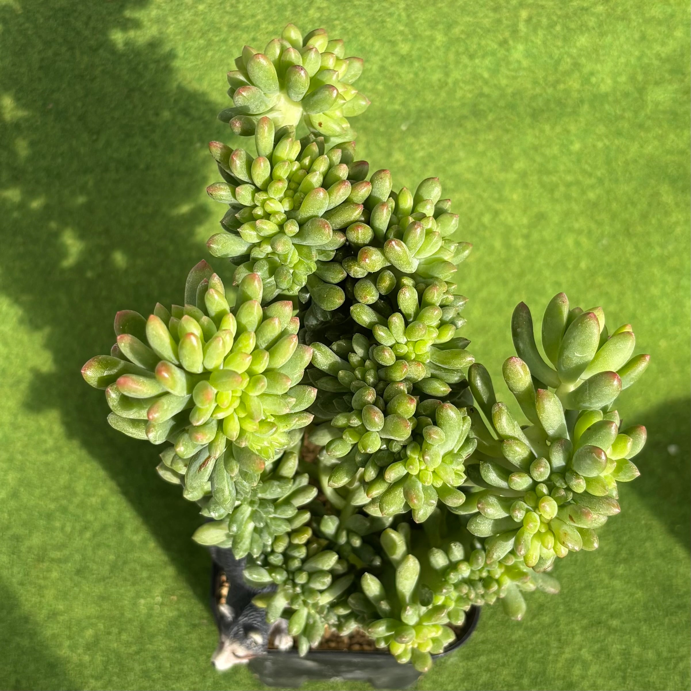 八千代 綴化 大サイズ | 多肉植物 豆彦商店