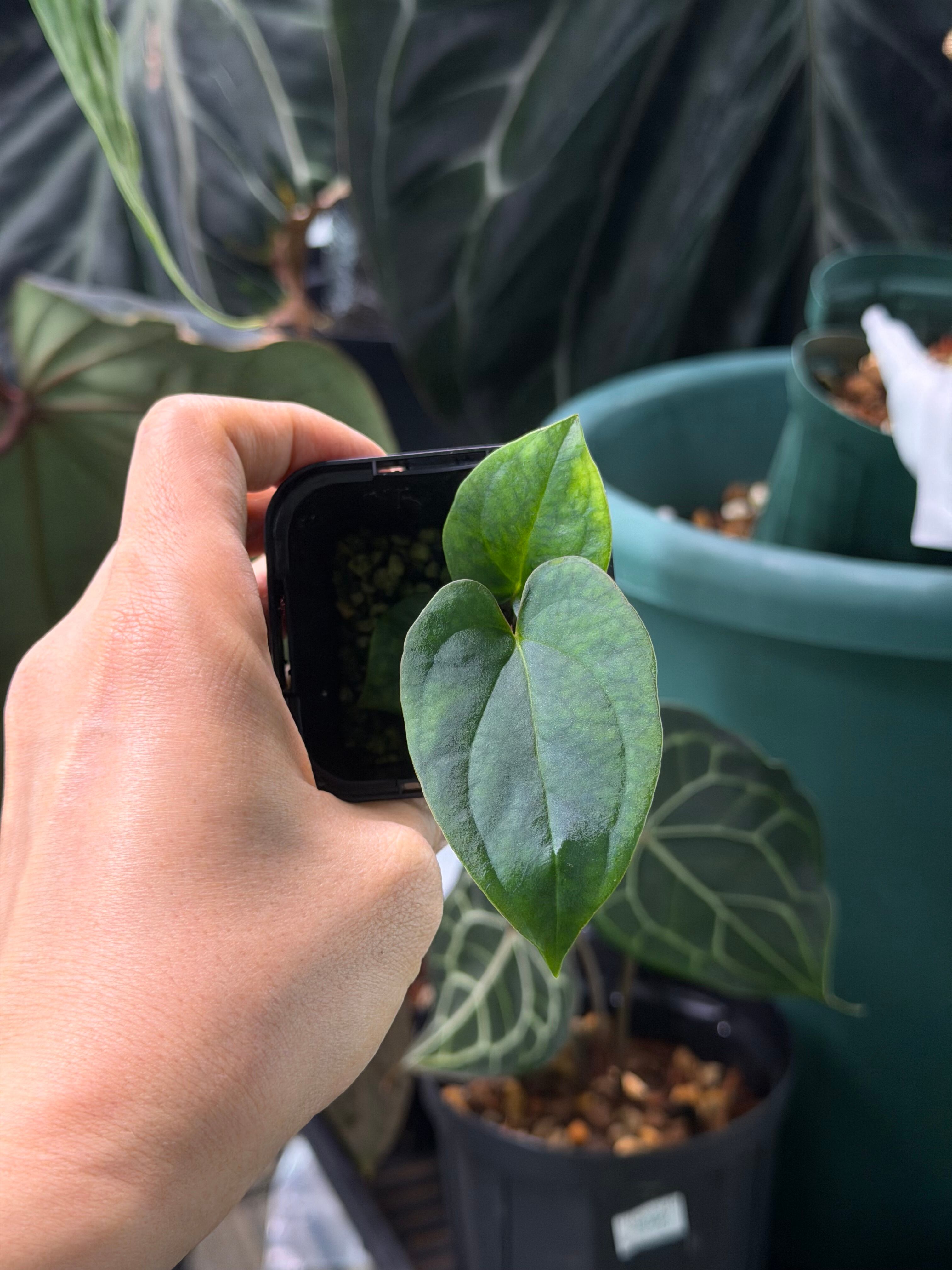 division】Anthurium 'Jewel Scorpion' | anthuroom