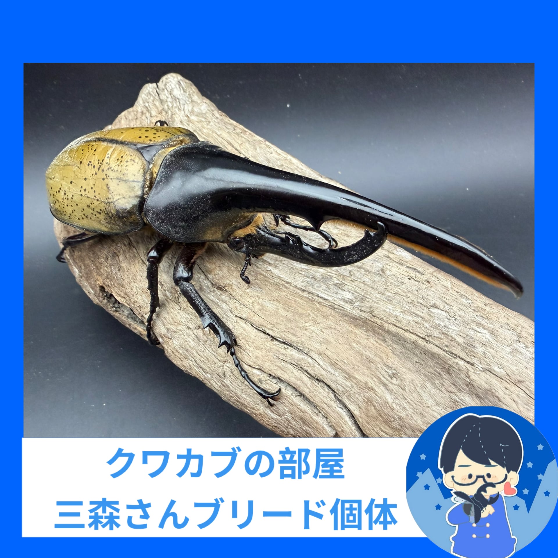F0】《ローゼンベルグオウゴンオニクワガタ 48.5mm ♀単》 | KPW BASE店