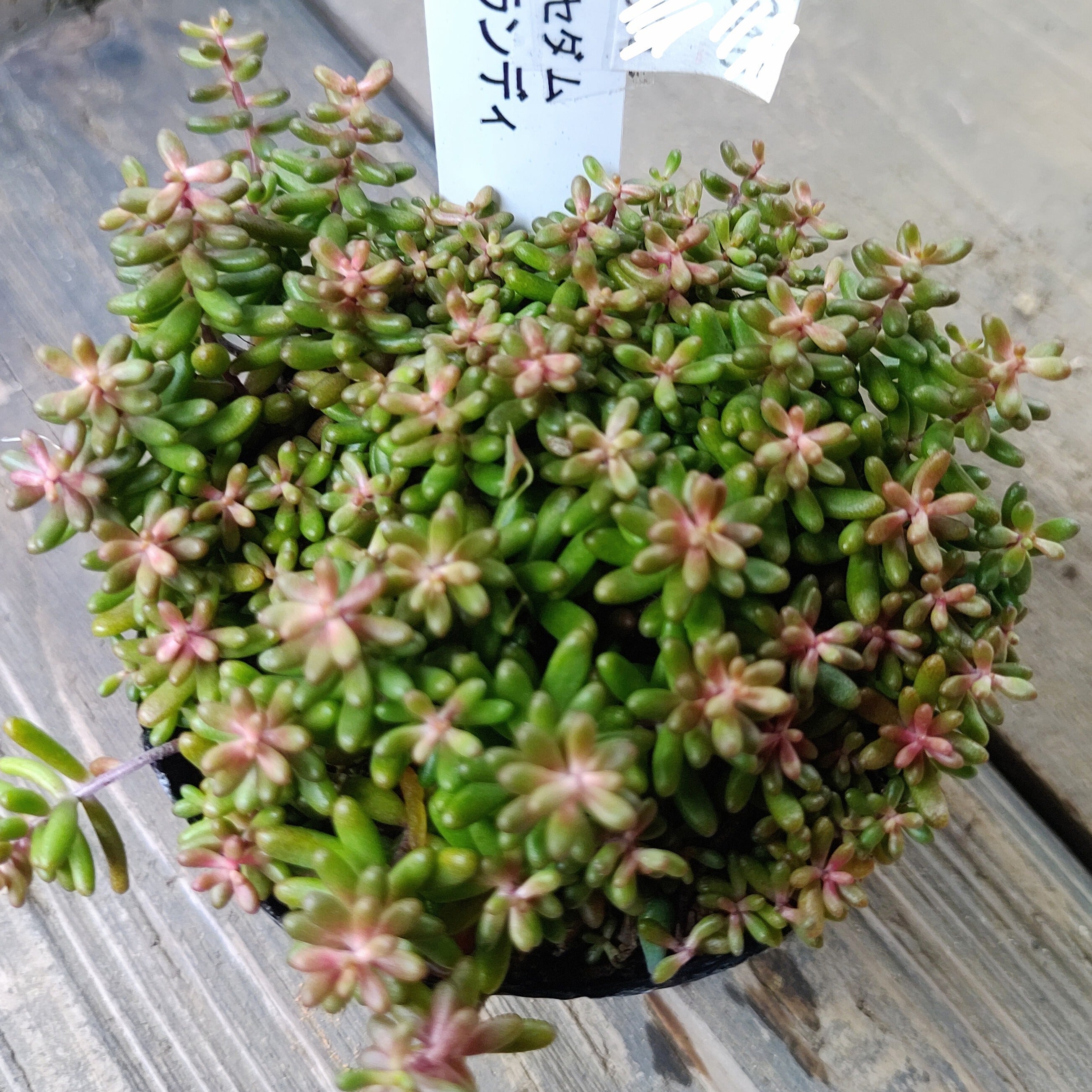 多肉植物アエオニウム❤シムシー錦❤️ シムシー錦(アエオニウム) | RuPo 多肉植物専門店