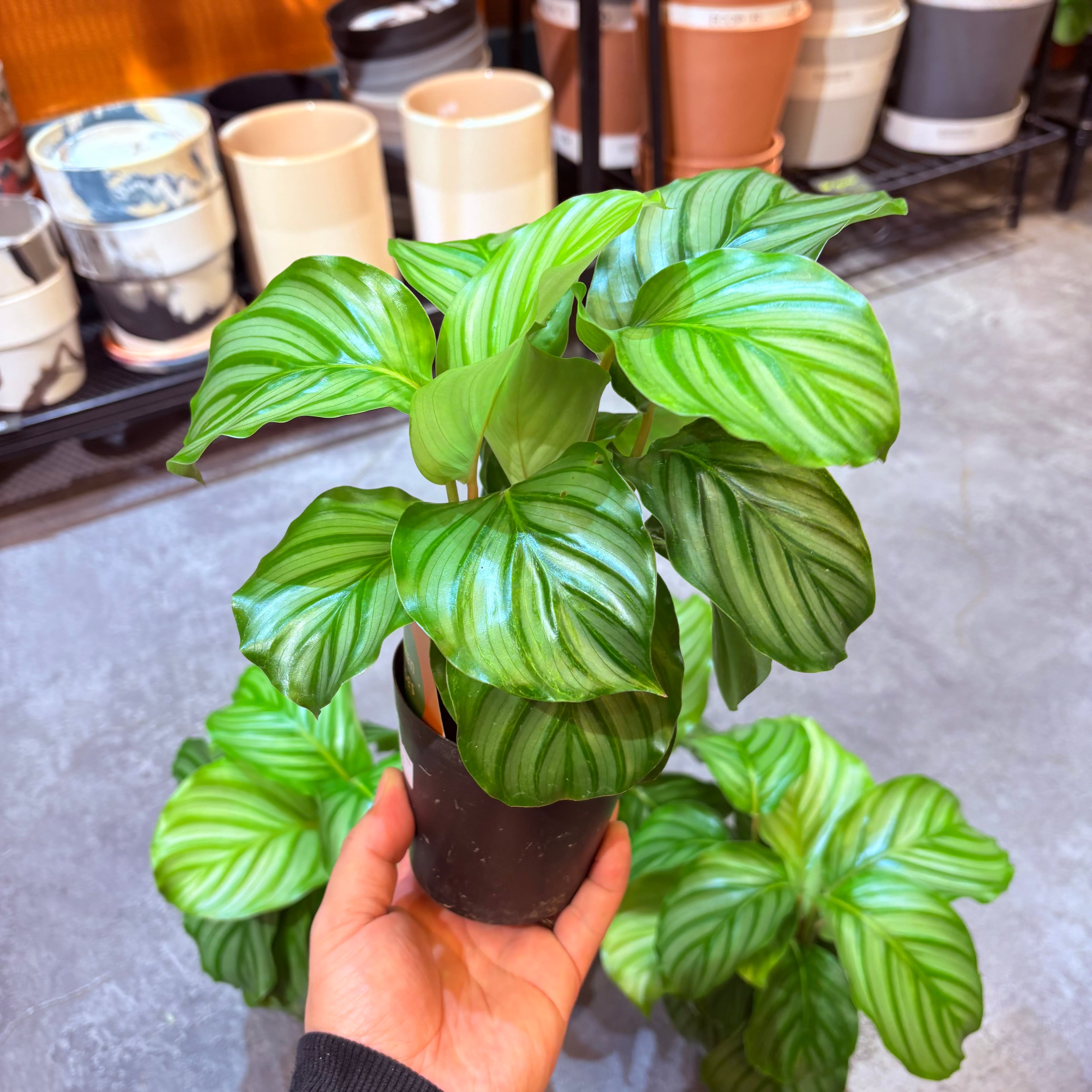 アンスリウム ルクスリアンス×ラディカンス 5号【荒木植物園さん