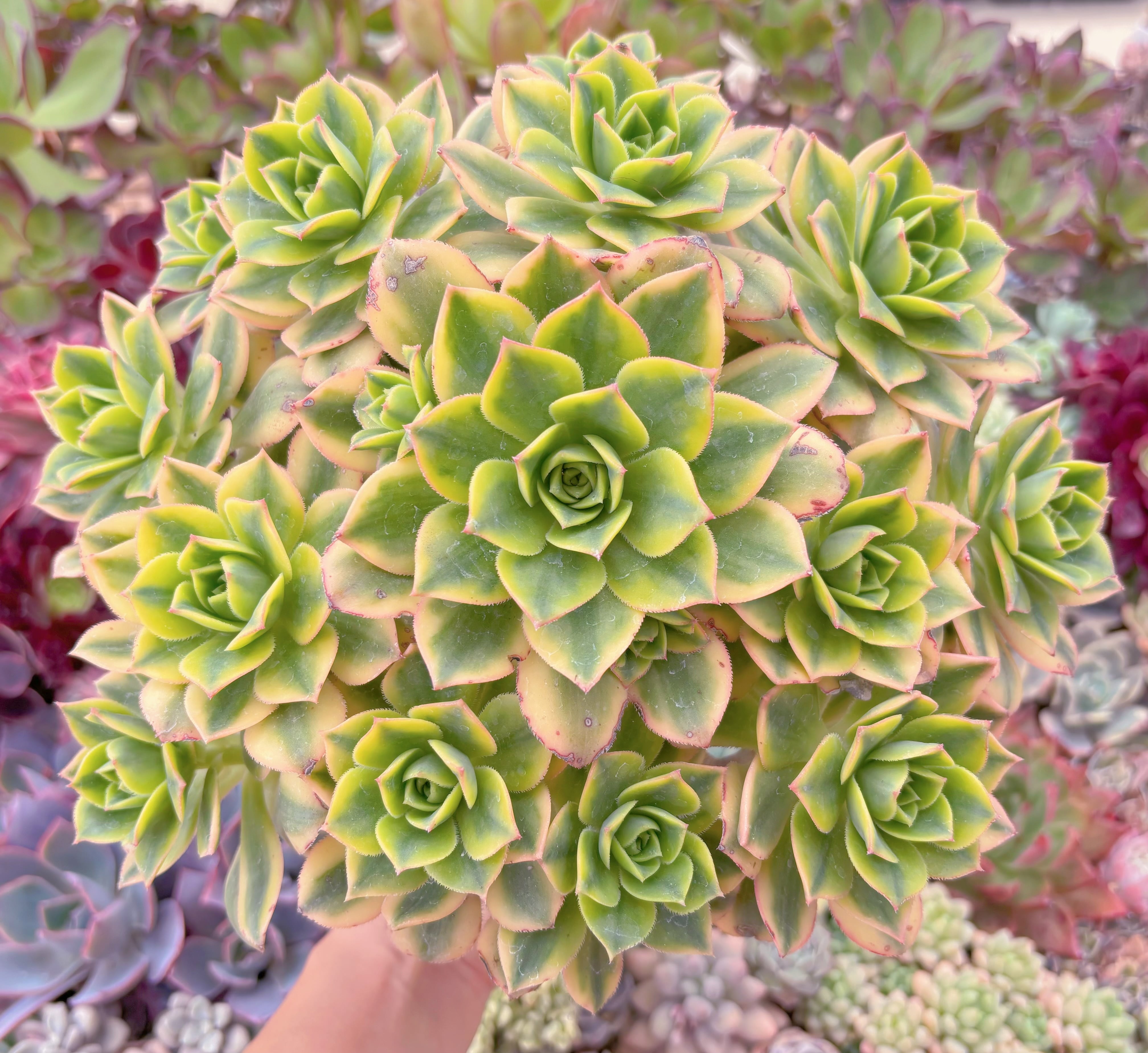 現品　サンバースト#B48　特大群生　新入荷　るる農園