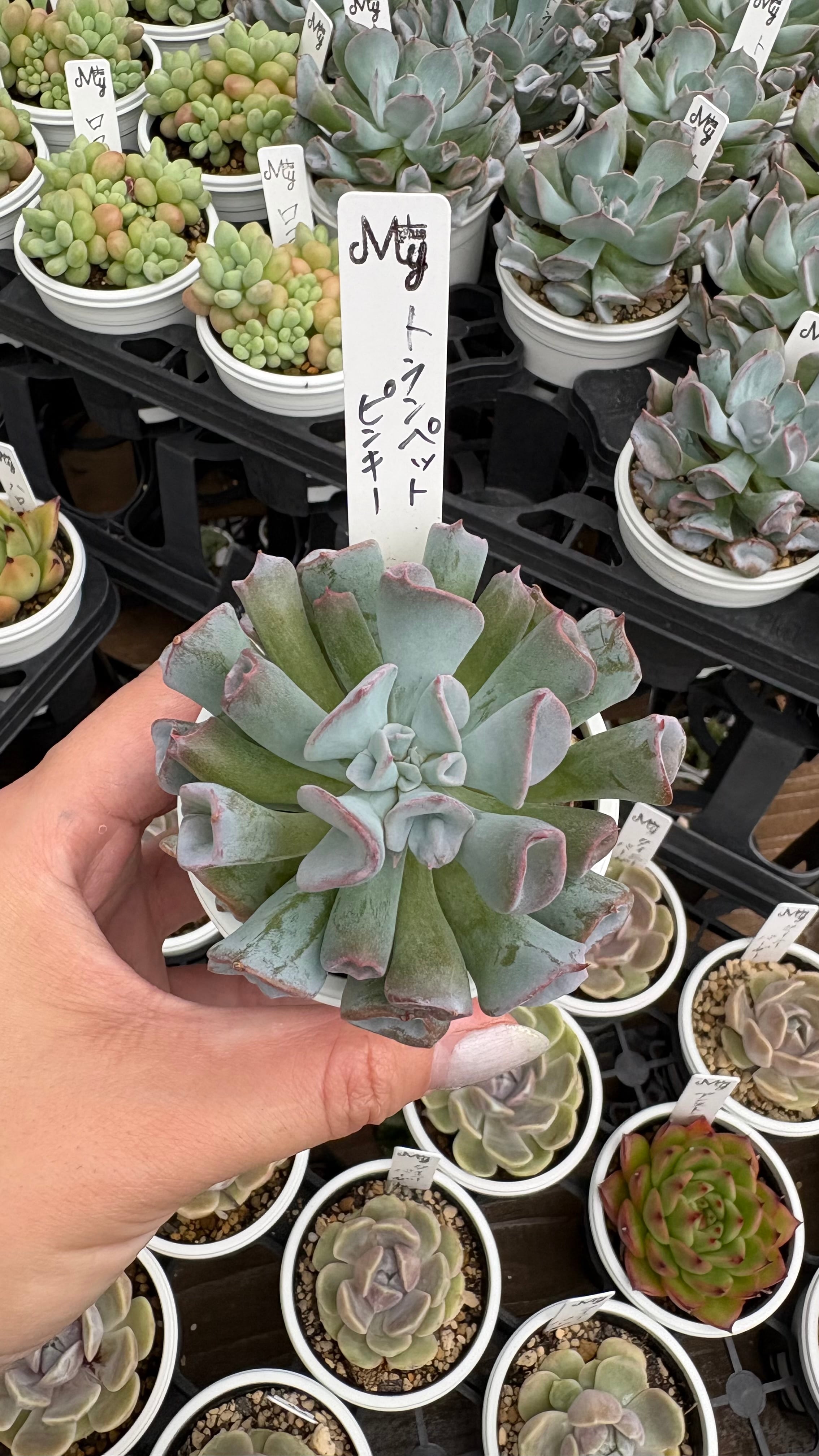 祝宴錦 多肉植物 ハオルチア 安心の生産ポットそのまま販売（8個選ん