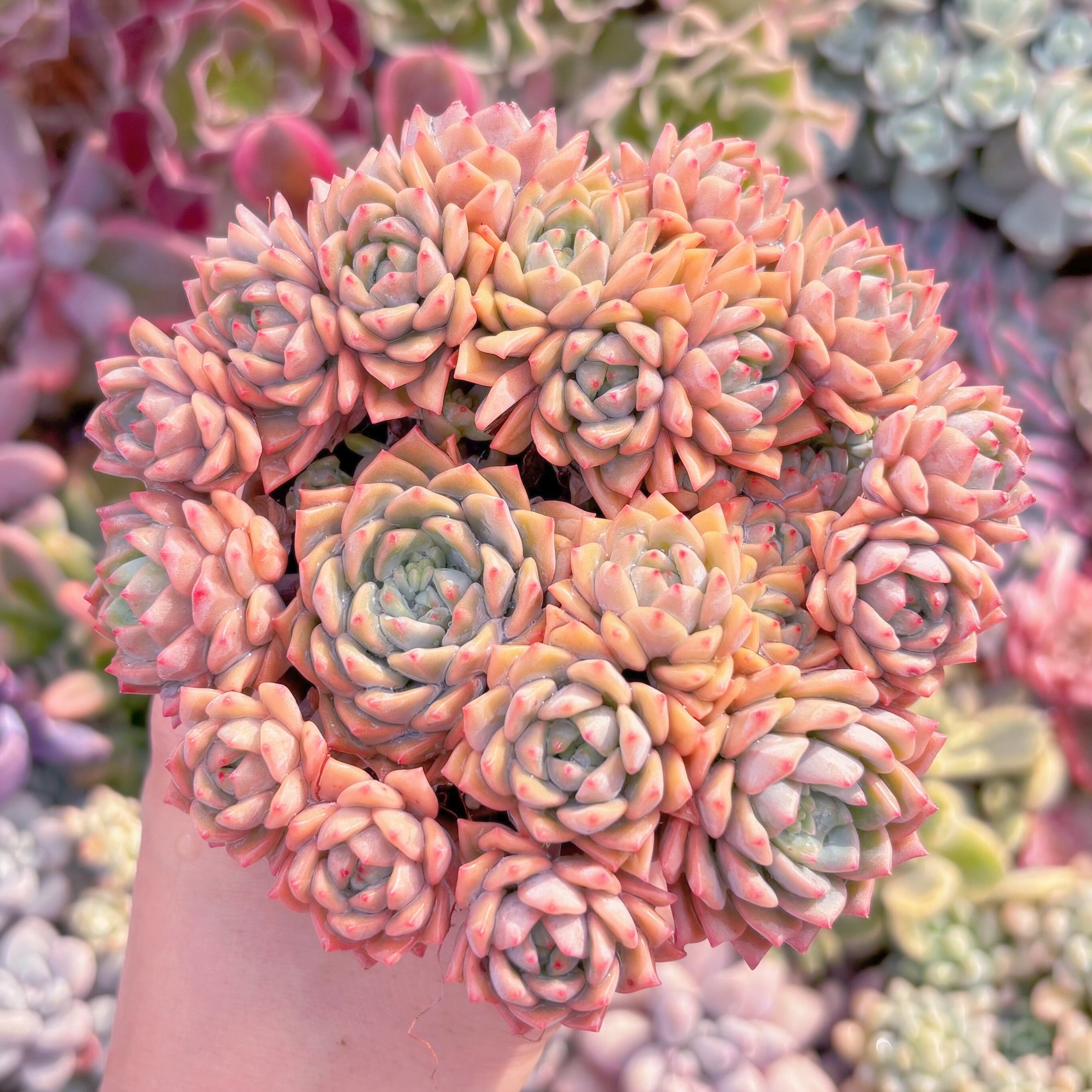 現品　沙羅姫蓮華#680　大群生　るる農園