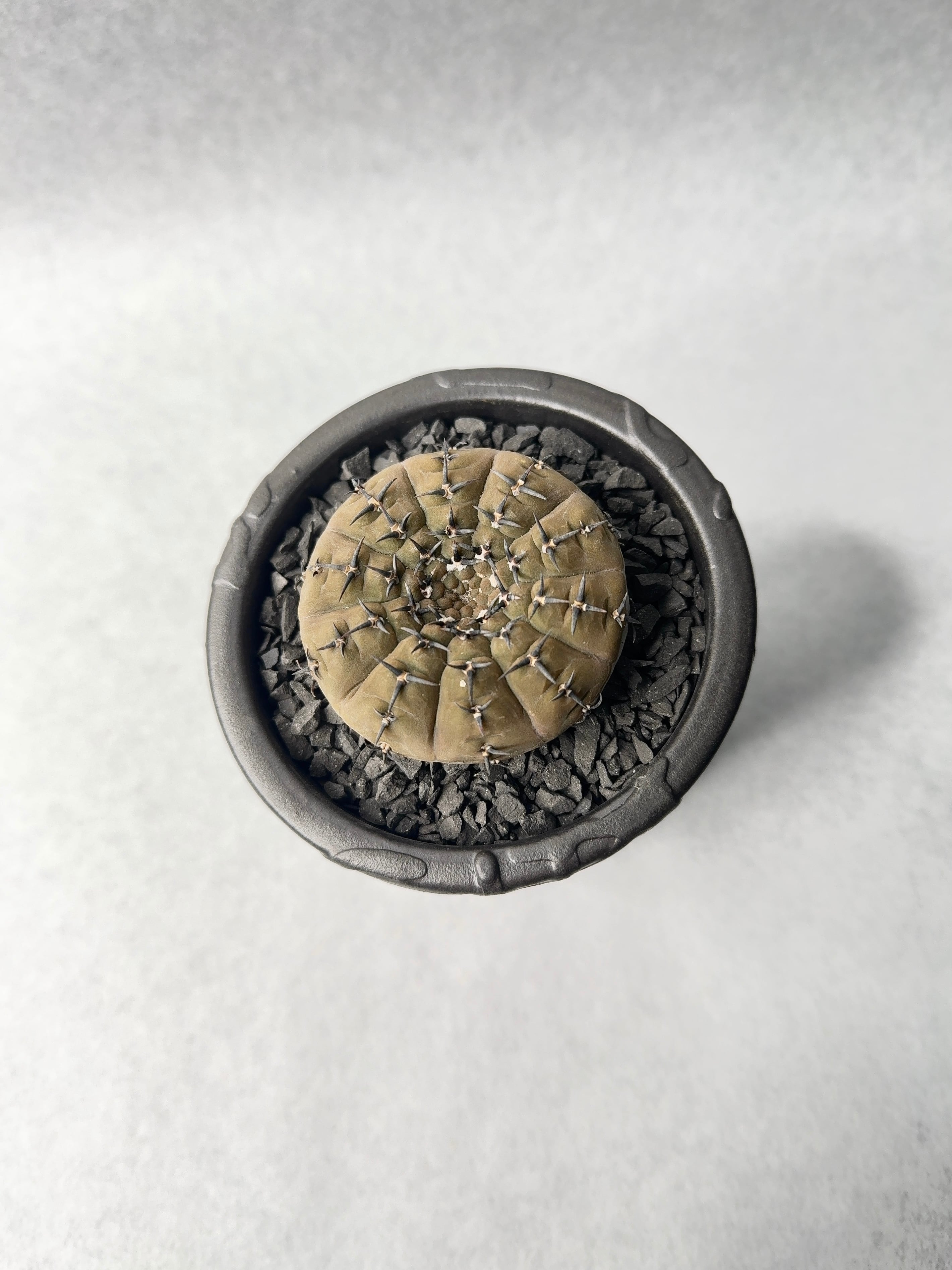 62.ギムノカリキウム・黒刺鳳頭 | trigger