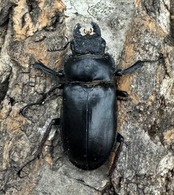 【WD】《チェンミヤマ メトク産 65mm ♂♀♀トリオB品》