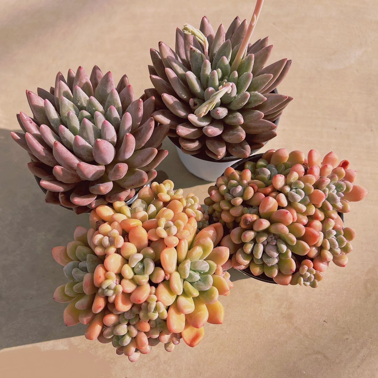 セット007(1月26日base販売会)