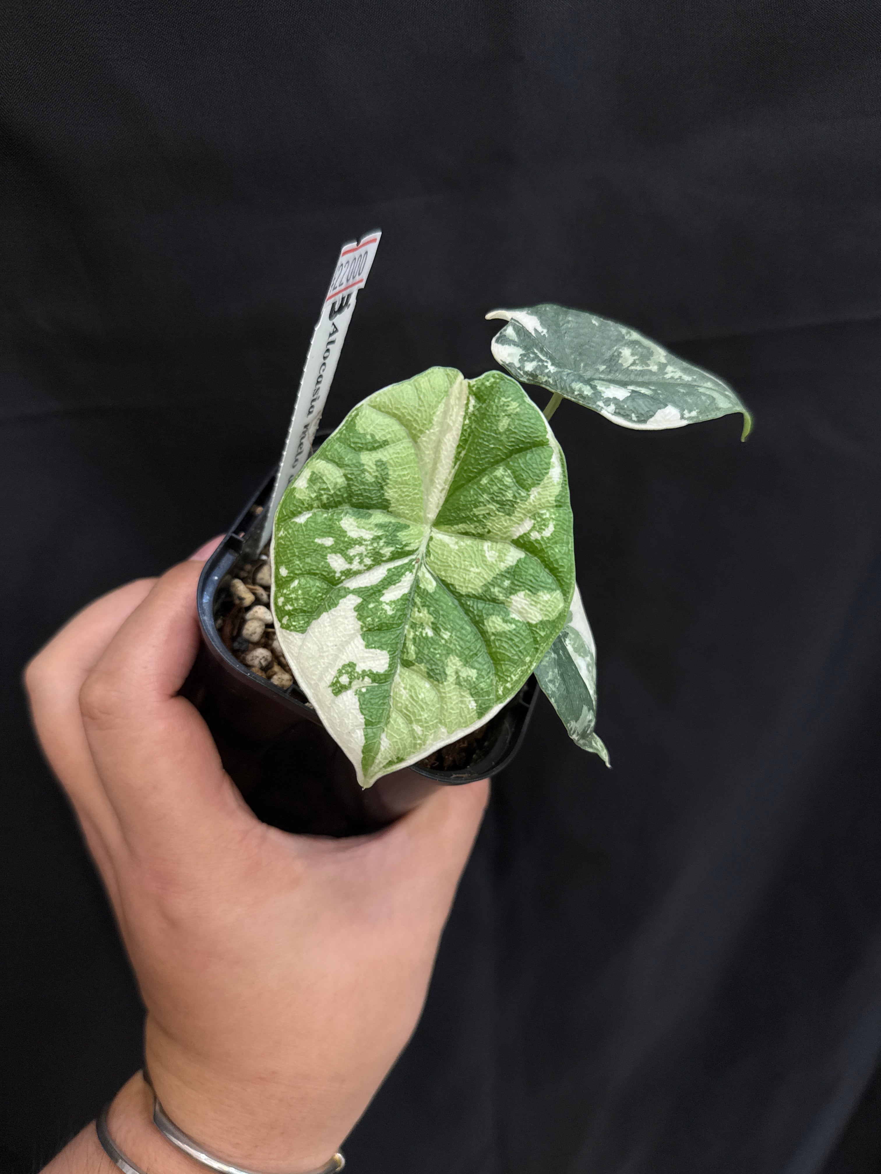 A (U.J.)アロカシア メロ albo variegated | Gardenえん 【観葉熱帯植物】