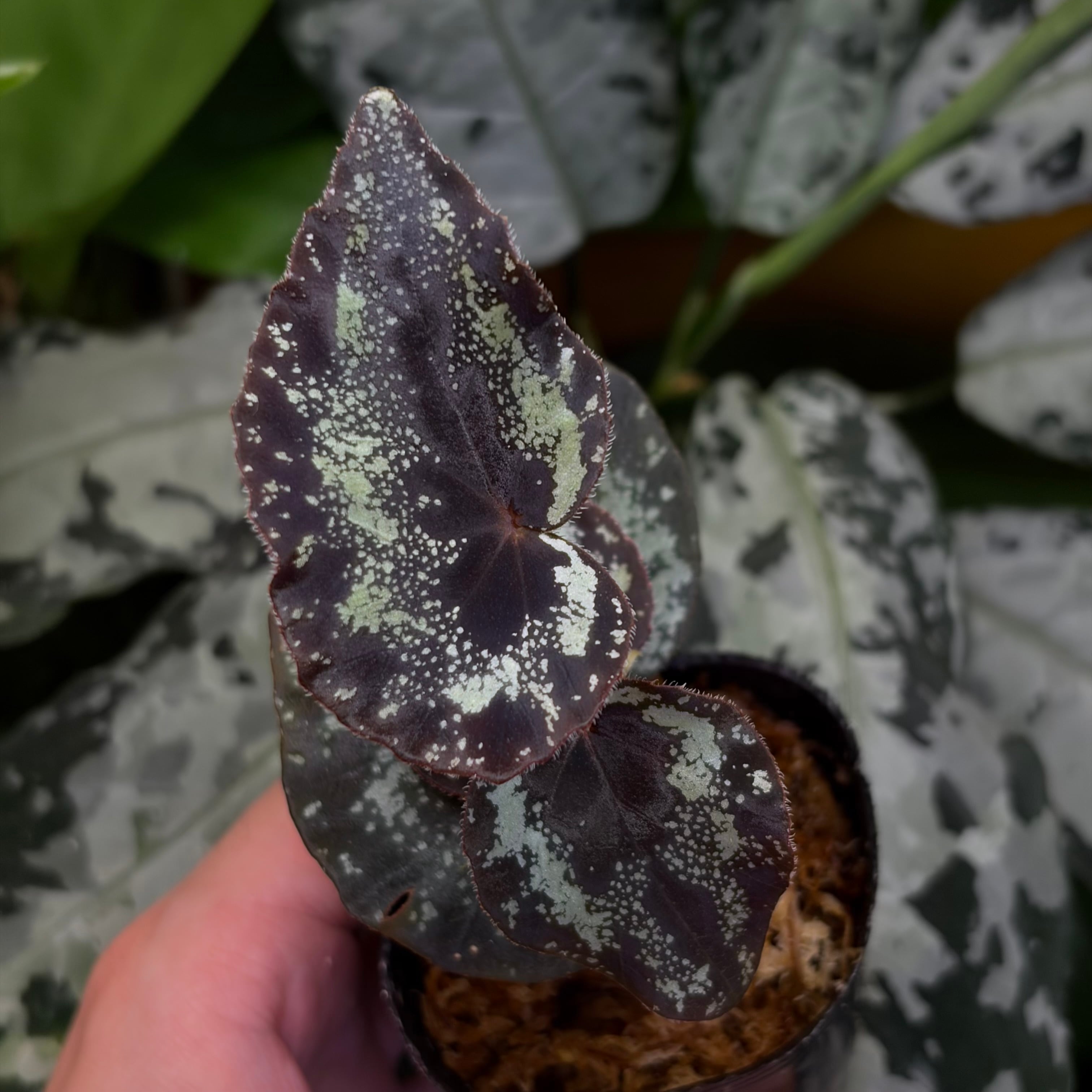 Begonia sp. Kapong Phang Nga【ZOE0425-5t】 銀河系 | 熱帯雨林植物