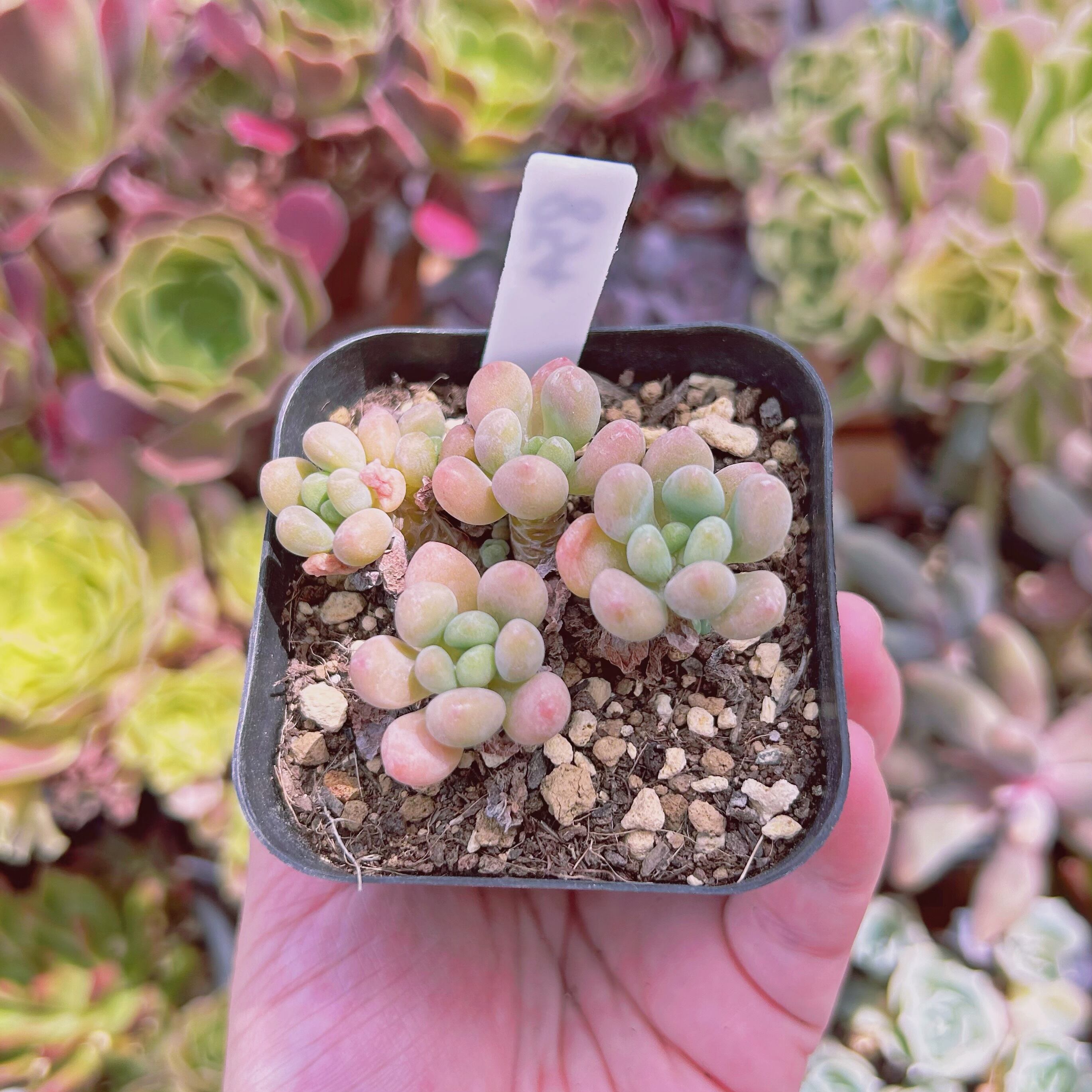 854現物 多肉植物 パールミルク 抜き苗 | るる農園~多肉植物専門