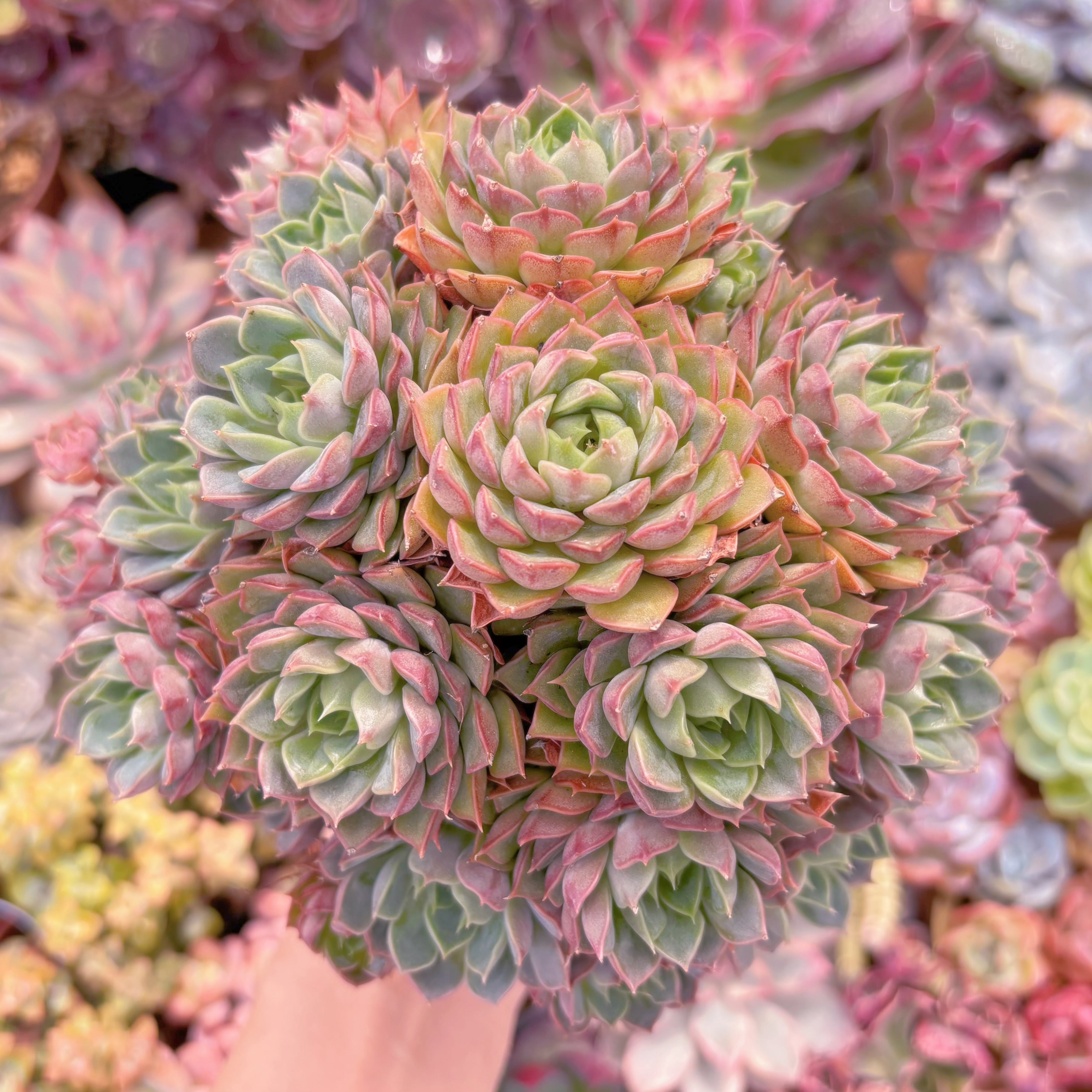 現品　シャルルローズ#3016　特大群生　るる農園