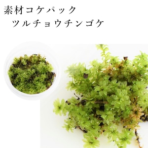 ツルチョウチンゴケ　苔テラリウム作製用素材苔