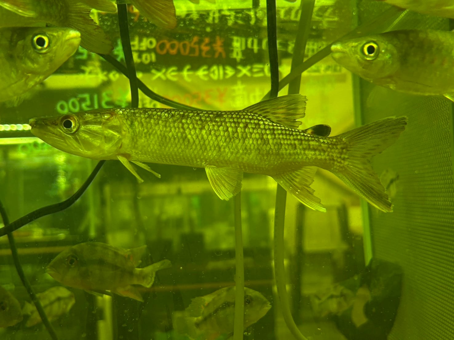 イエローマルリオイデス 7〜8cm± | AQUASTYLEG