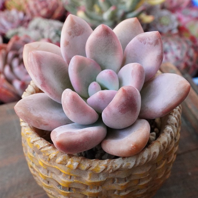 ※再入荷※【オパリナ錦 2】薄斑入り　グラプトベリア　人気　韓国多肉