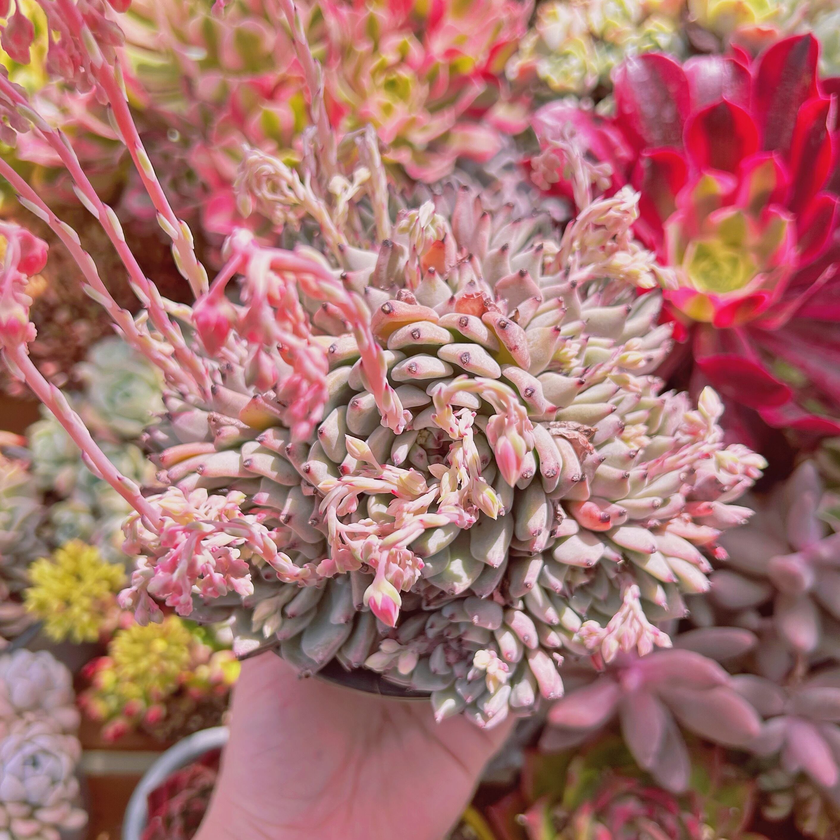 #012現物　多肉植物　ザラゴーサ　特大　花芽付き発送