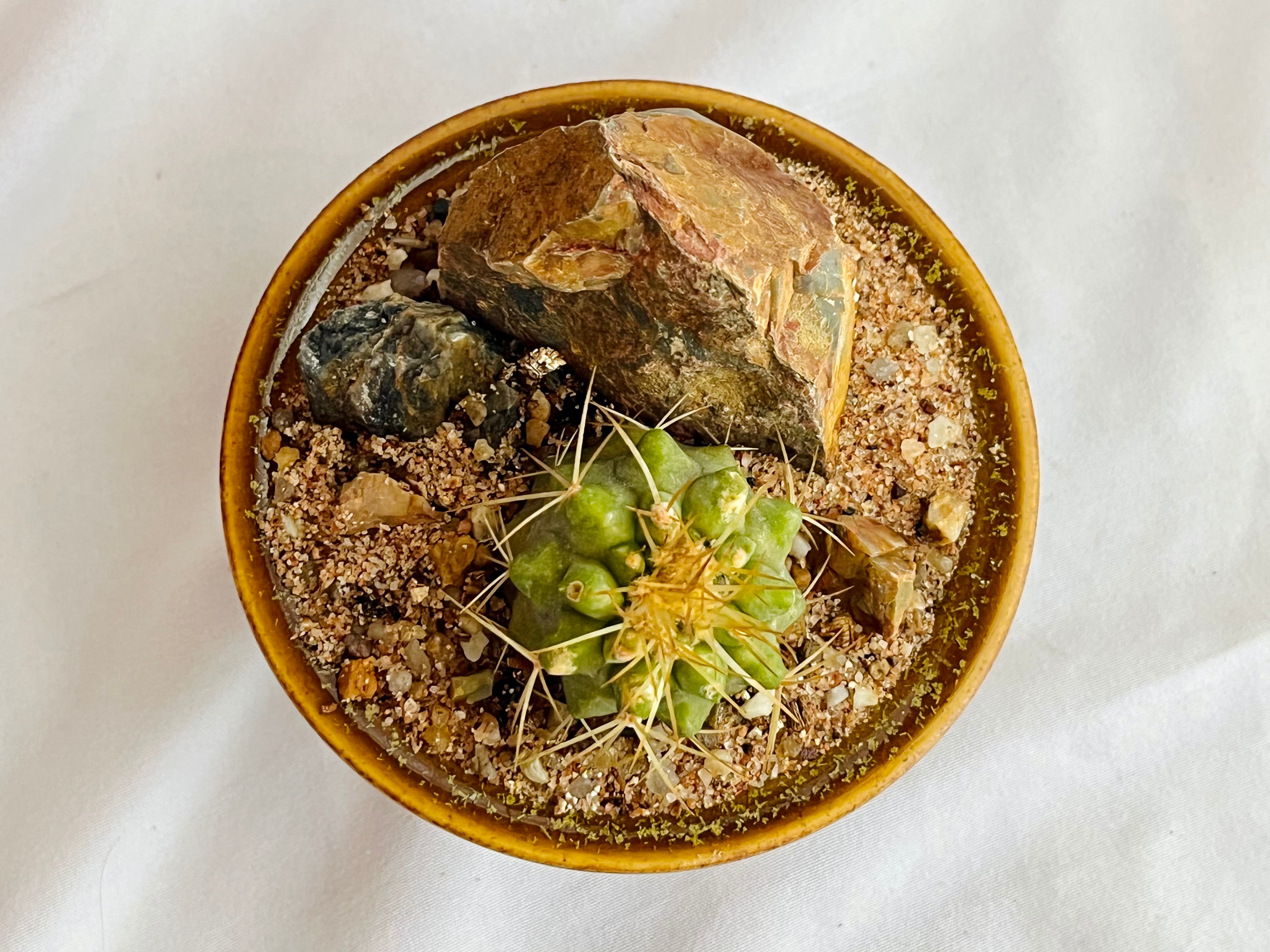 Copiapoa haseltoniana V. gigantea コピアポア ギガンティア Copiapoa haseltoniana V. gigantea コピアポア ギガンティア