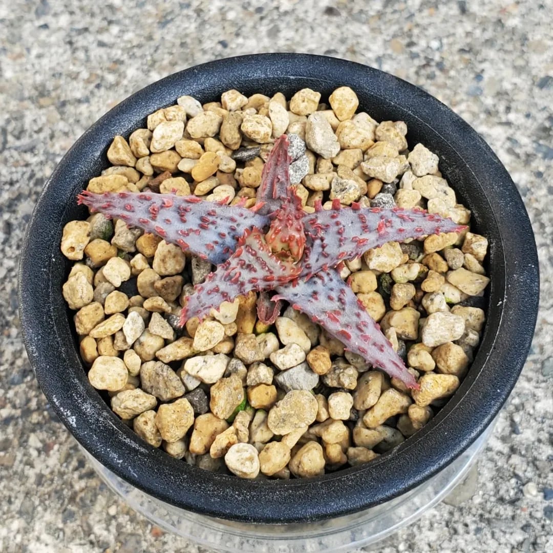 Aloe（アロエ） | レアプランツ通販サイトPlants Maniax（プランツ