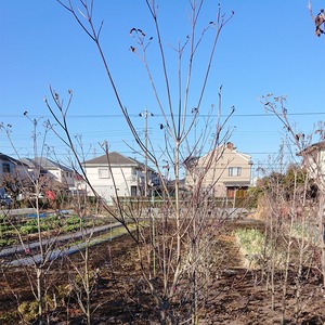 ハナミズキ［赤］（地植え）