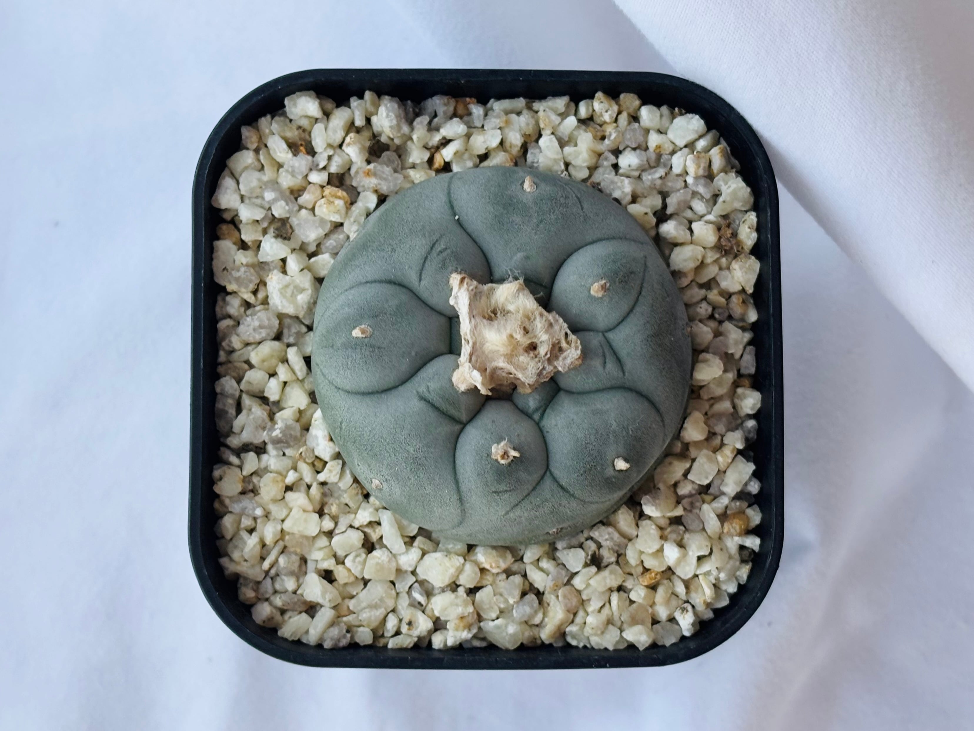 Lophophora williamsii ロフォフォラ 大型烏羽玉 サボテン | plants