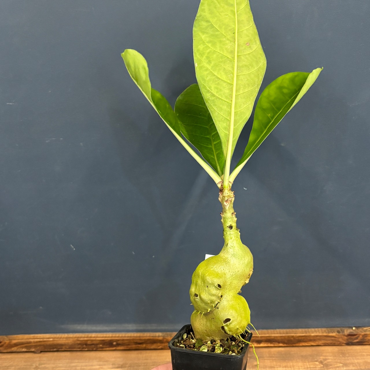 Myrmecodia tuberosa "versteegii" Timika, Central Papua【526】