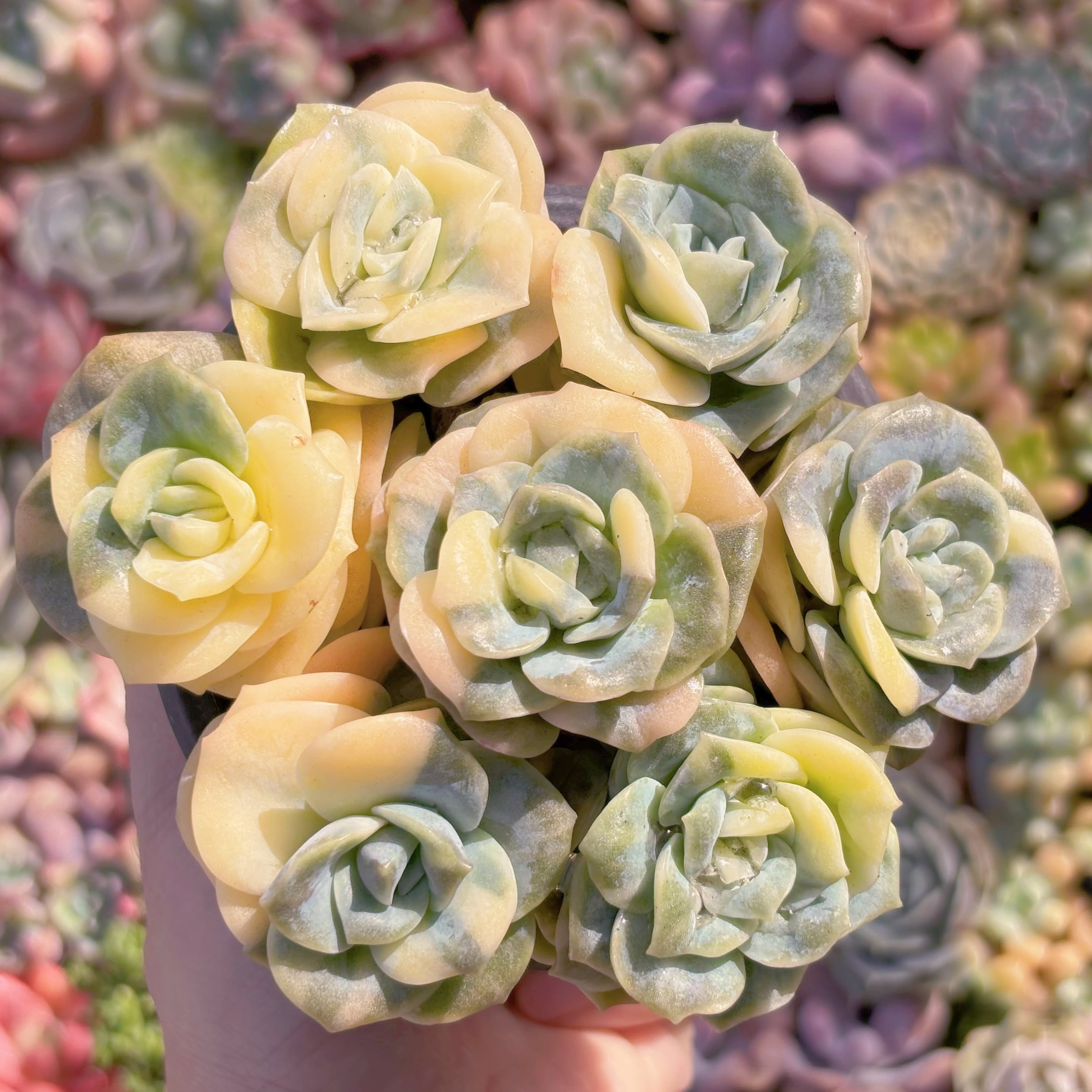 多肉植物　ポリアンナ、ラブリーローズ②　◇土付き◇ 現品 ラブリーローズ錦#877 るる農園 | るる農園~多肉植物専門