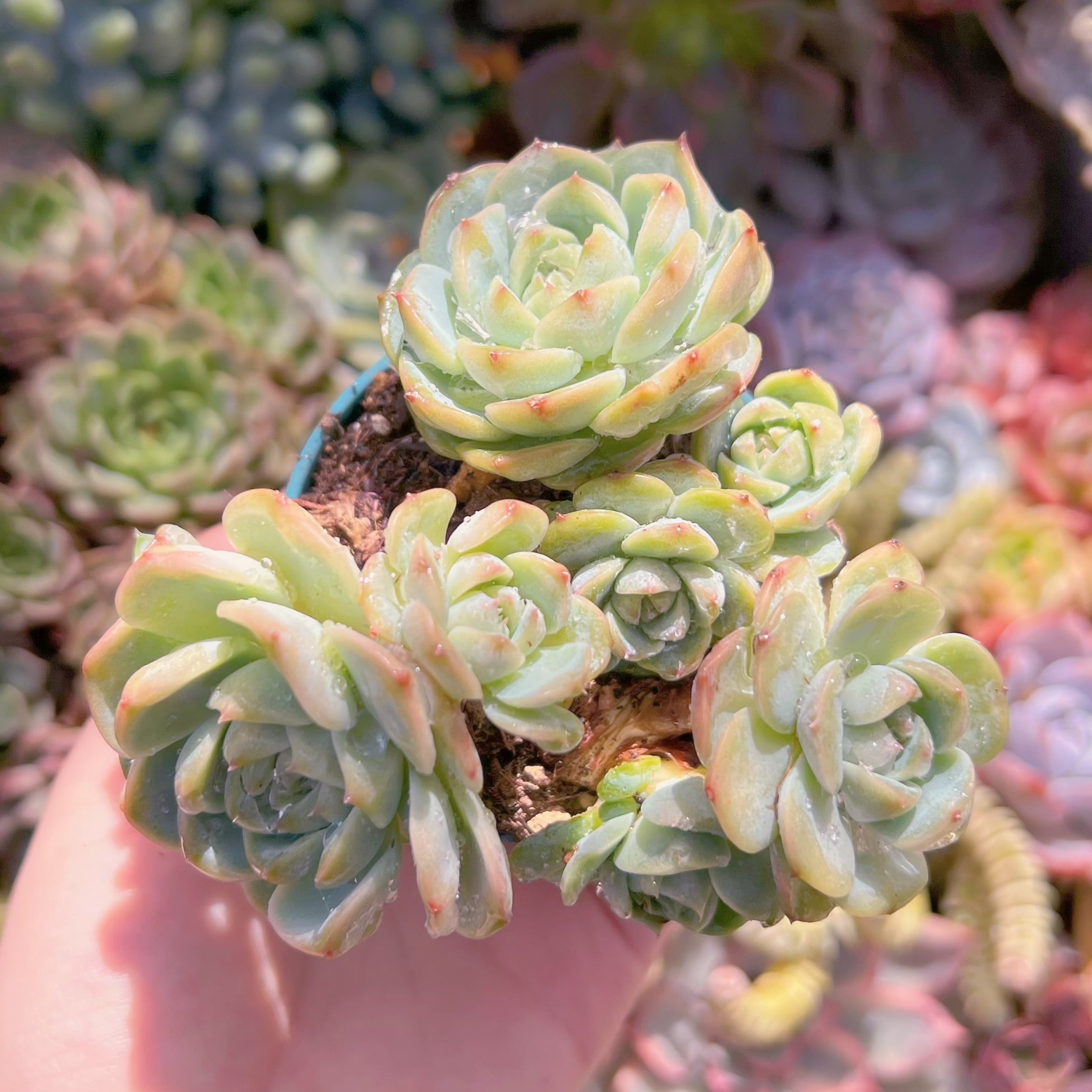 現品　レッドベルベット#904　るる農園