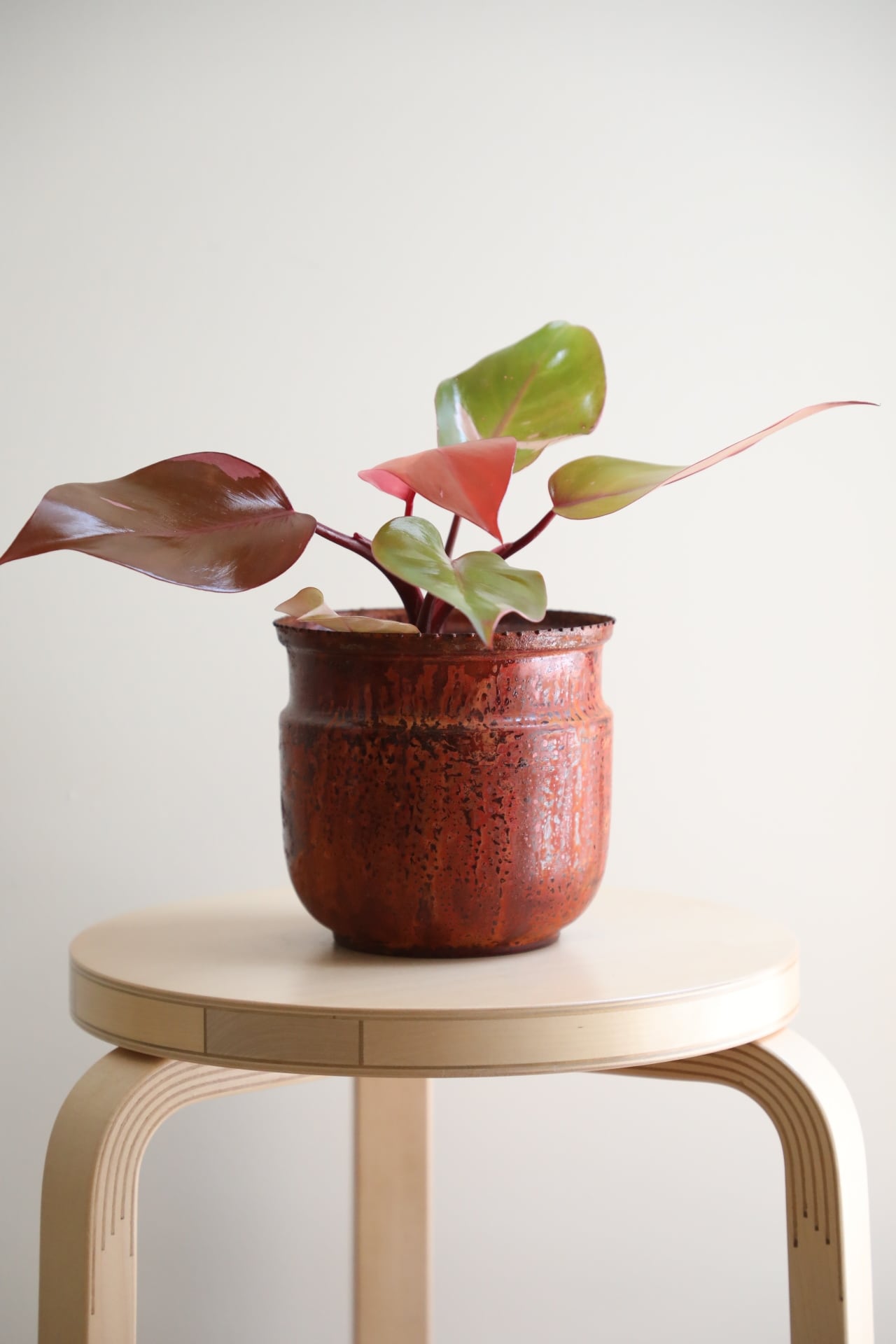 希少】【M】フィロデンドロン パーシモンプリンセス/Philodendron